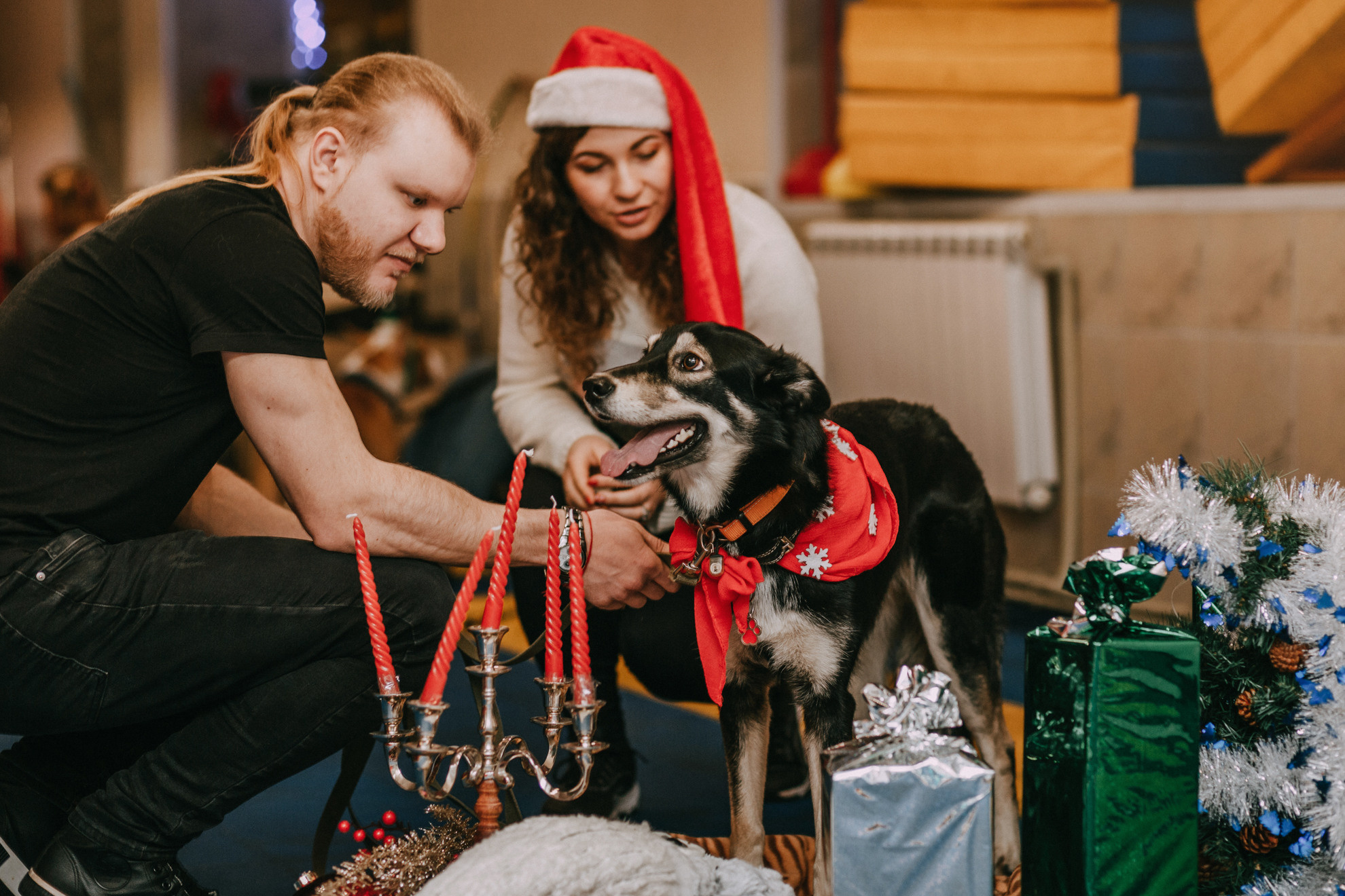 Собачий Новый год. Фотограф-анималист Елена Радченко, Москва