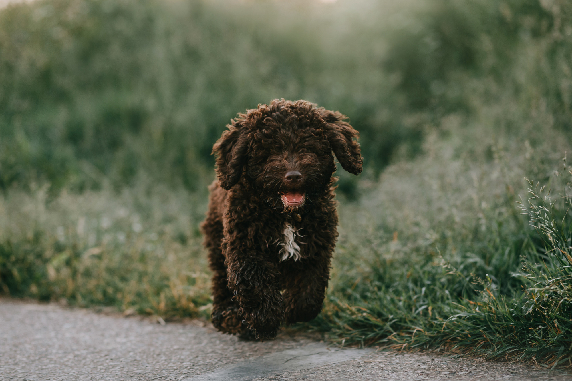 Майя и Снуп. Фотограф-анималист Елена Радченко, Москва