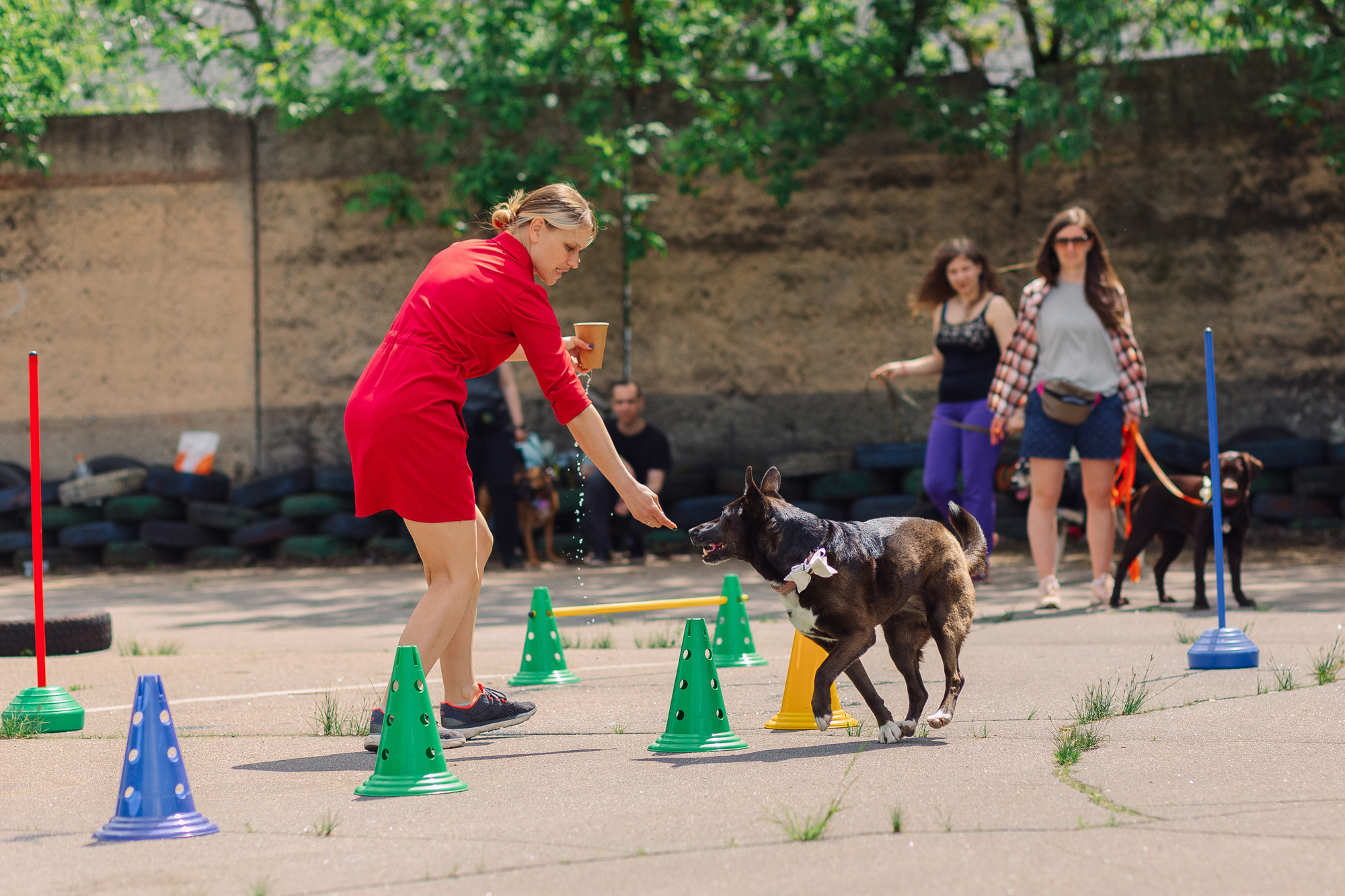 Дог-туса. Фотограф-анималист Елена Радченко, Москва