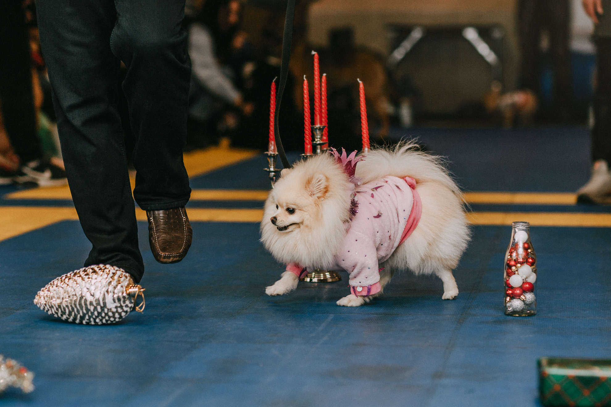 Собачий Новый год. Фотограф-анималист Елена Радченко, Москва