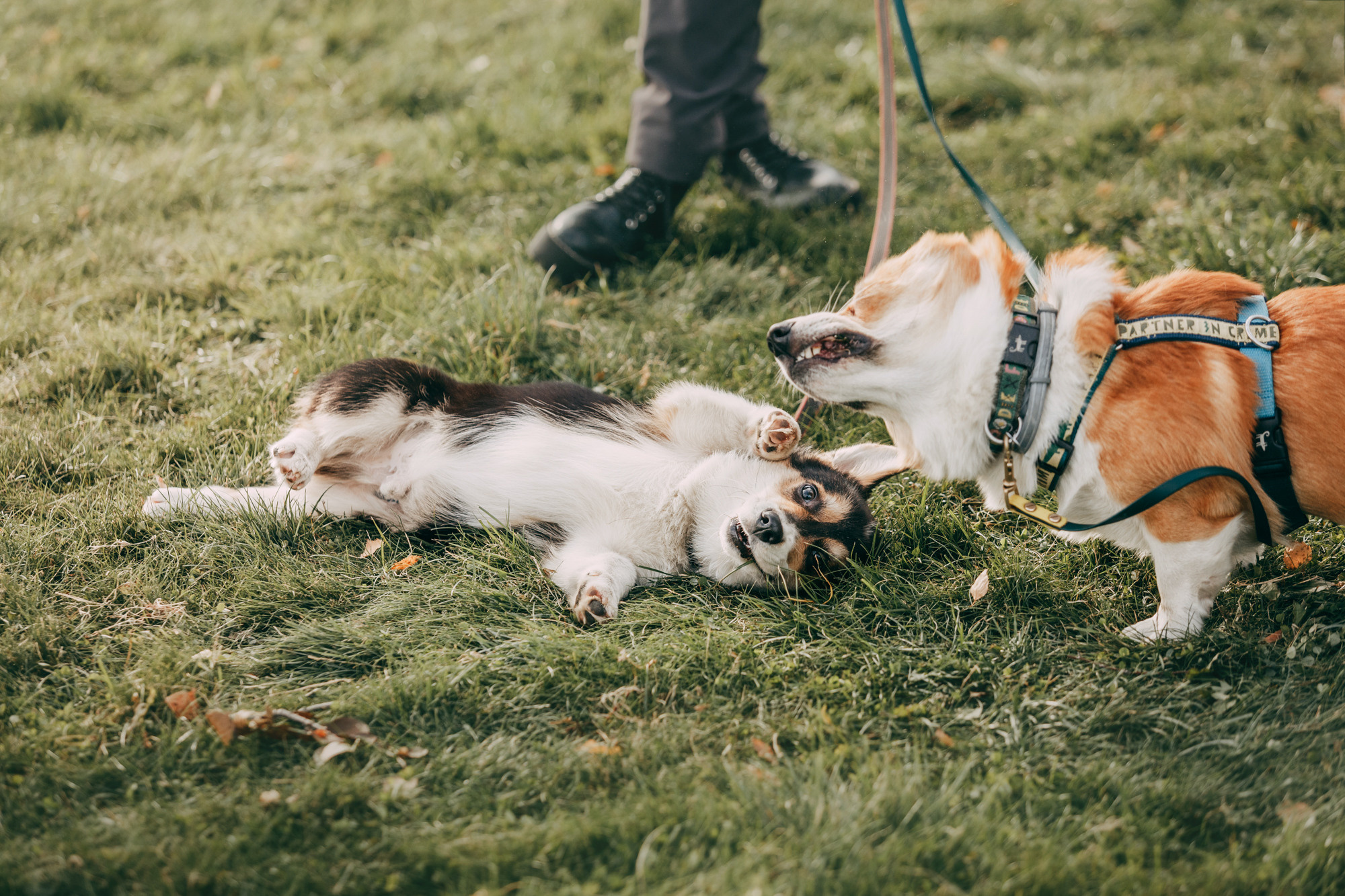 День рождения Габи. Фотограф-анималист Елена Радченко, Москва