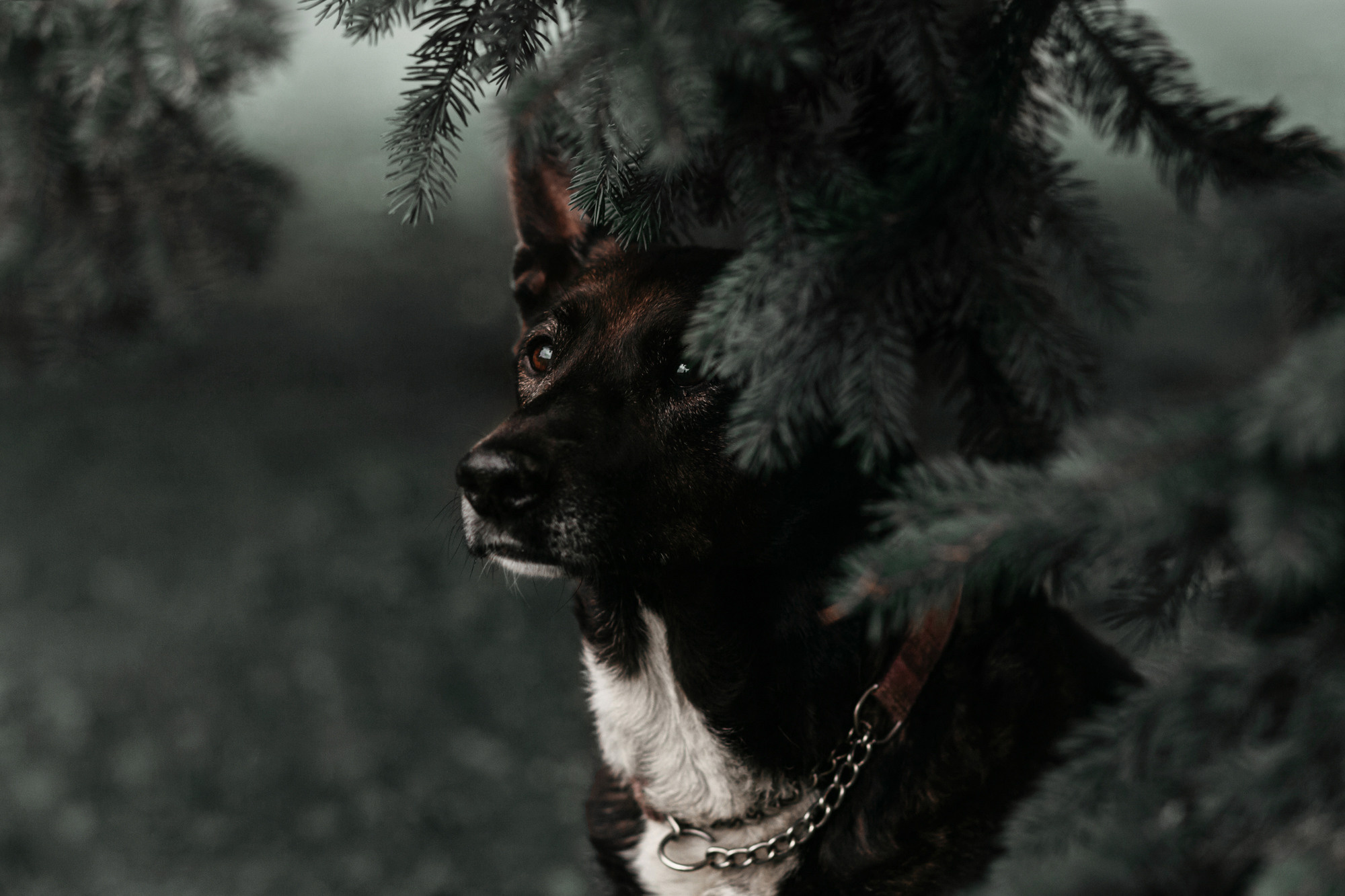 Ира, Бэлла и Альма. Фотограф-анималист Елена Радченко, Москва