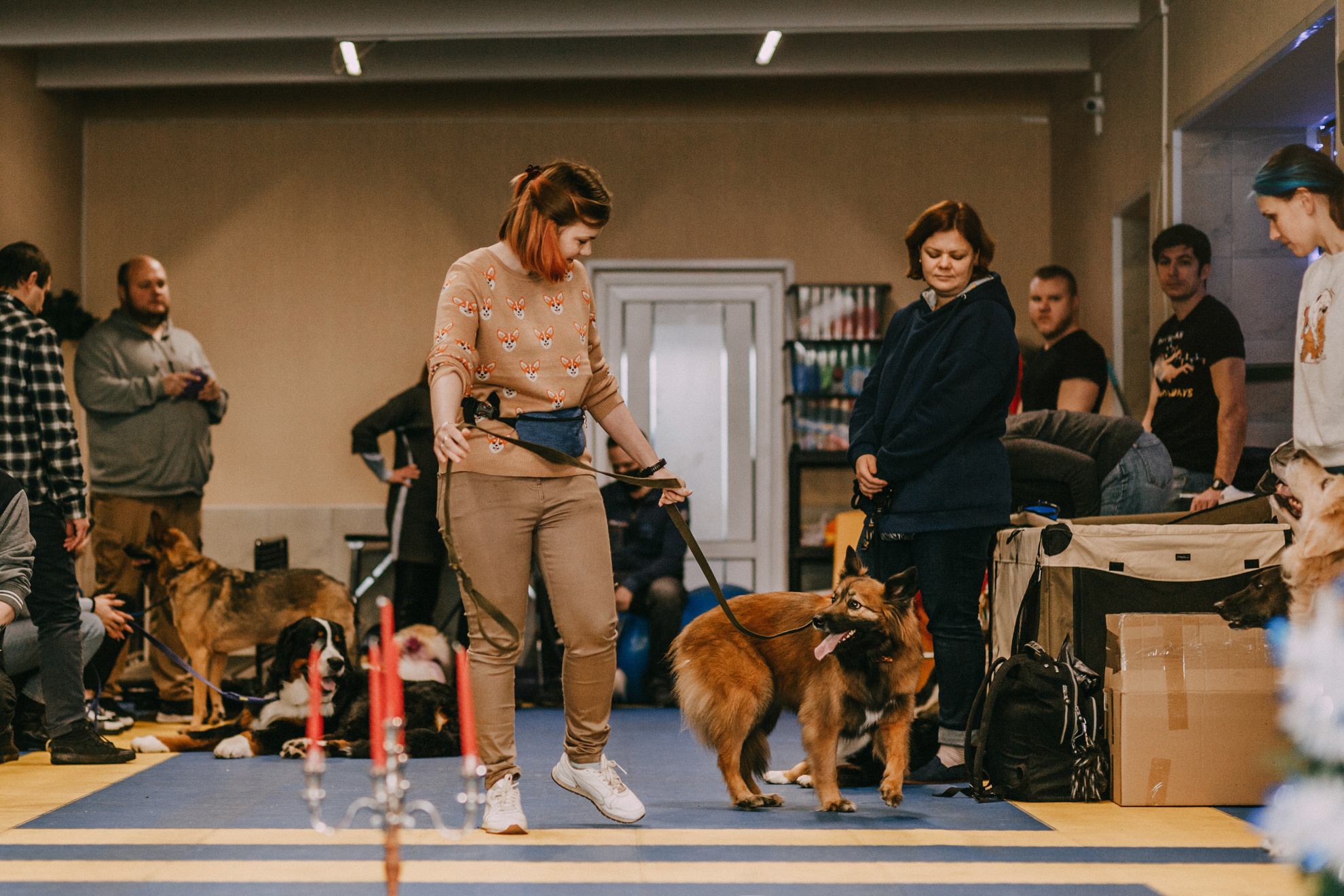 Собачий Новый год. Фотограф-анималист Елена Радченко, Москва