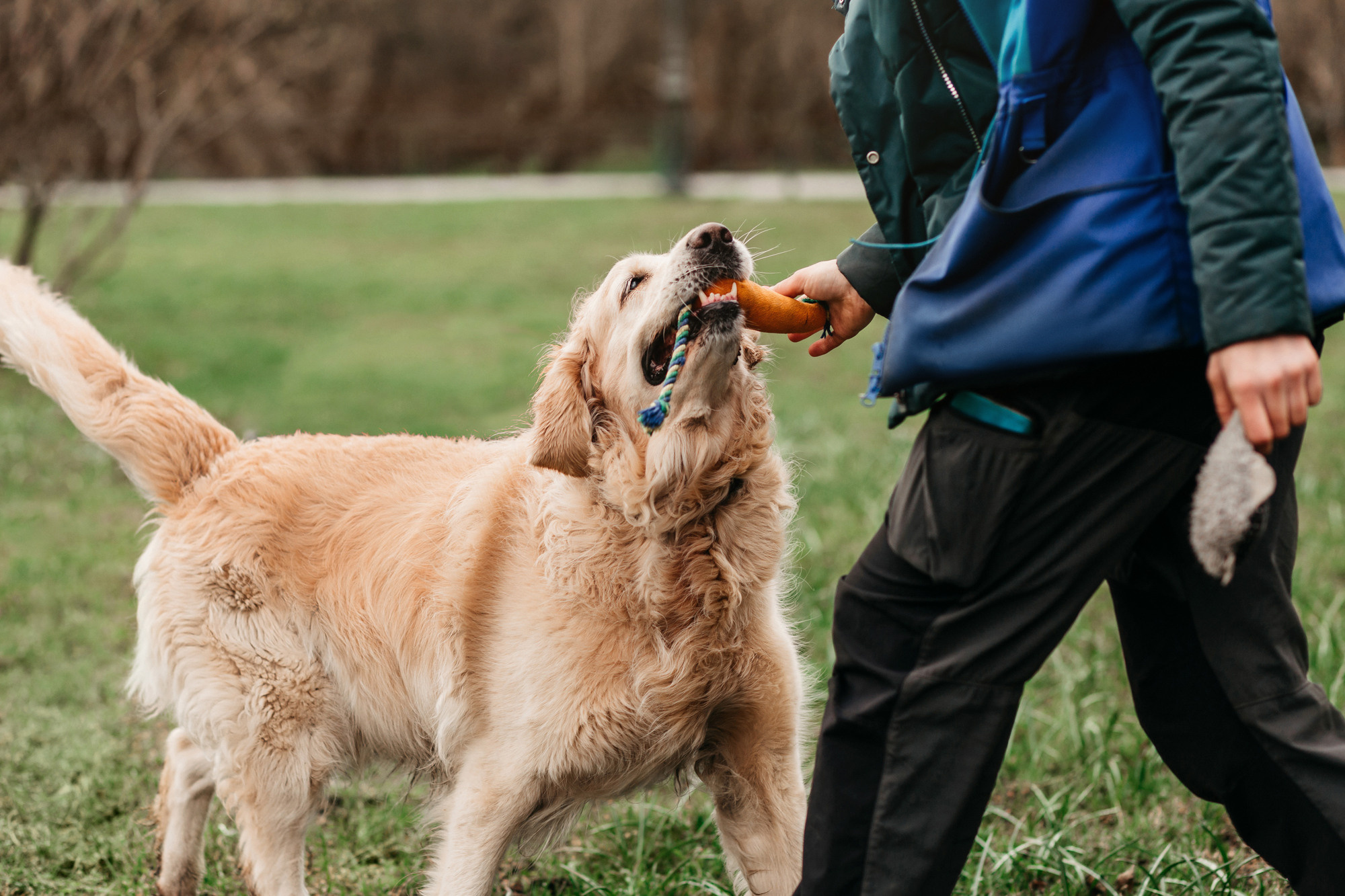 Ира, Бэлла и Альма. Фотограф-анималист Елена Радченко, Москва