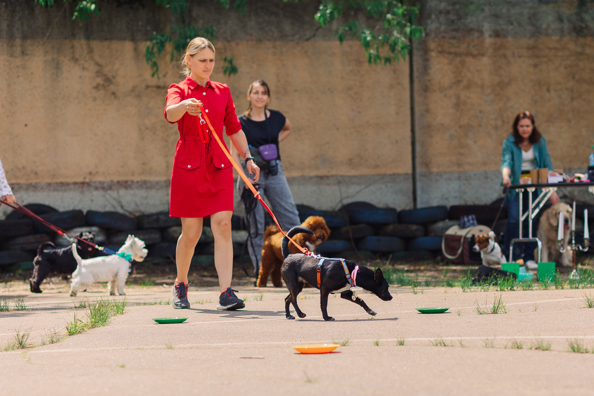 Дог-туса. Фотограф-анималист Елена Радченко, Москва