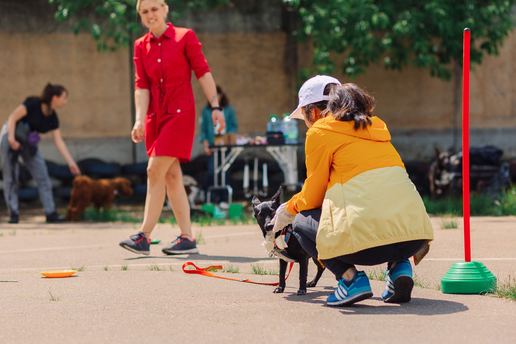 Дог-туса. Фотограф-анималист Елена Радченко, Москва