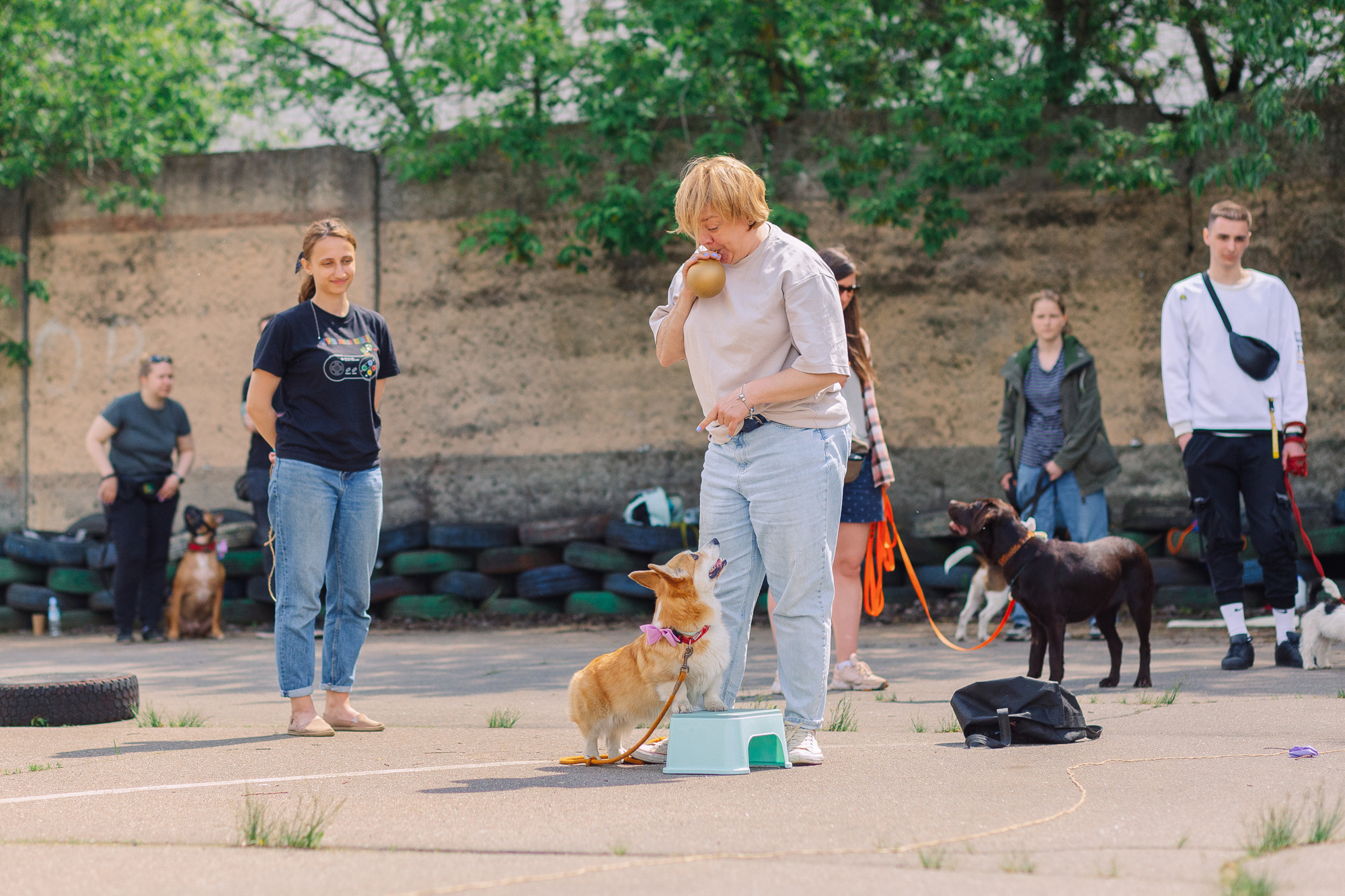 Дог-туса. Фотограф-анималист Елена Радченко, Москва