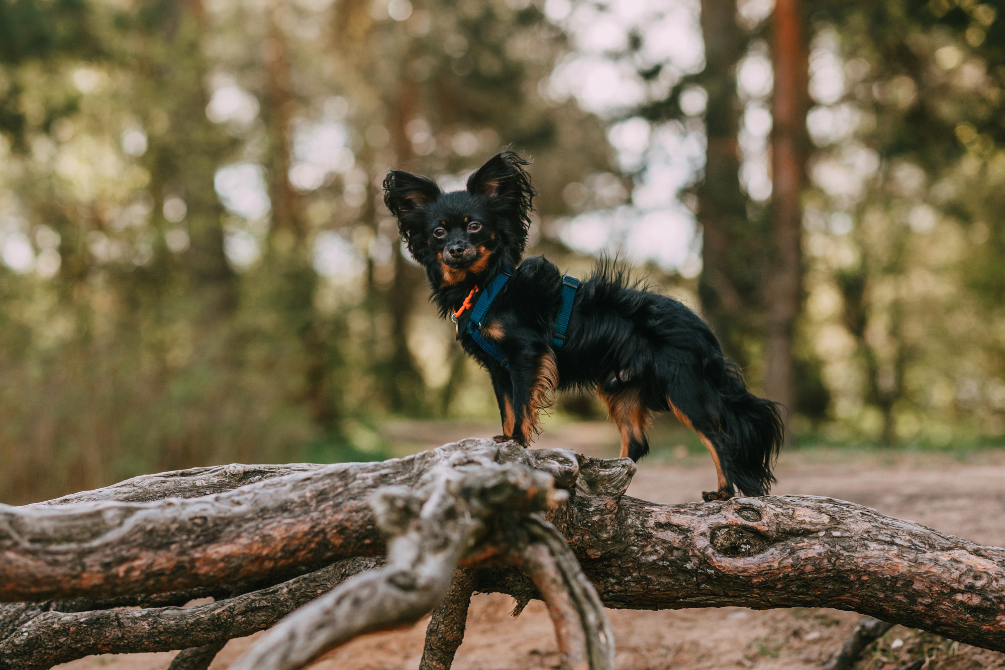 Соня, Максим, Данте и Ланя. Фотограф-анималист Елена Радченко, Москва