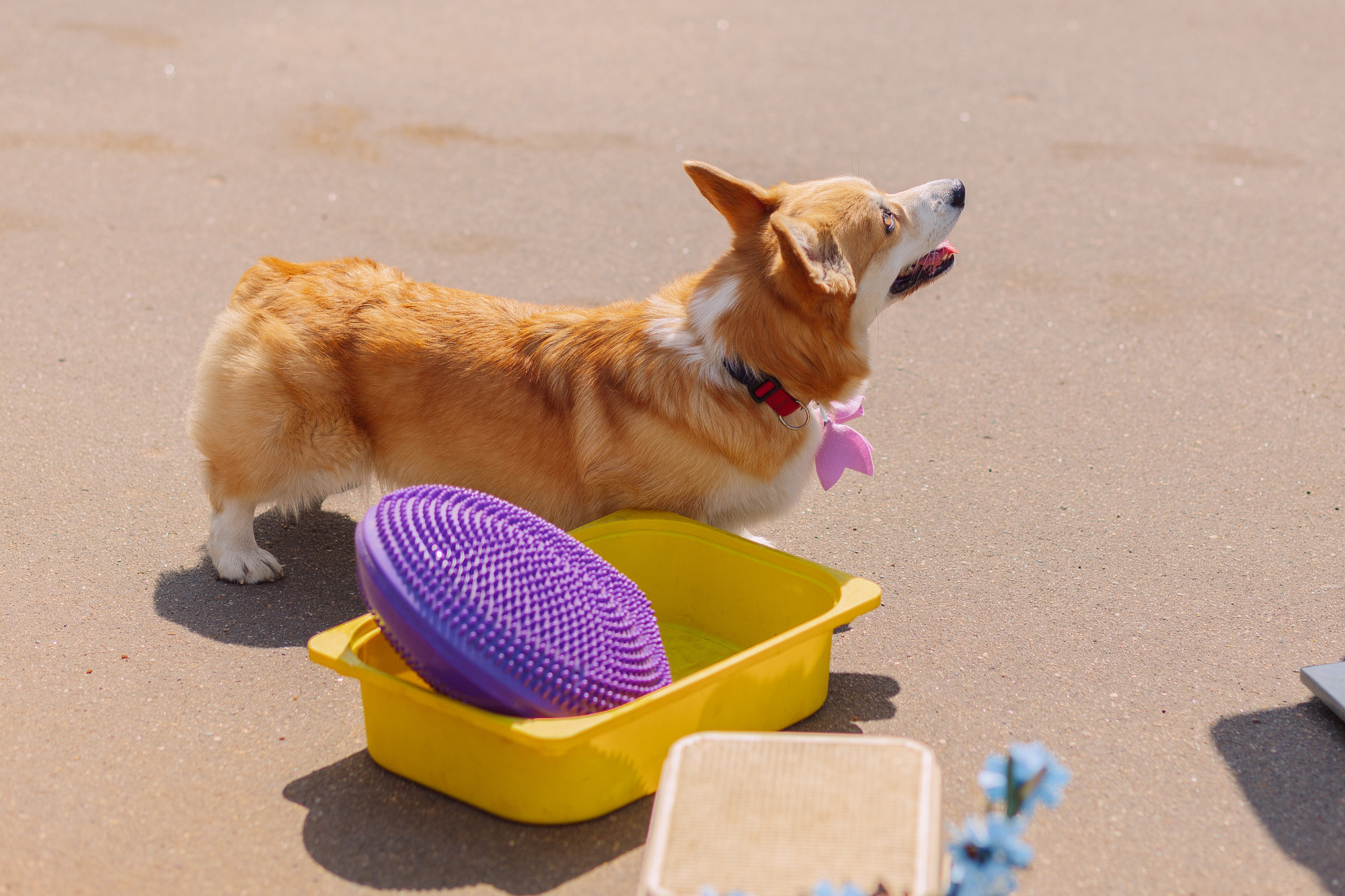 Дог-туса. Фотограф-анималист Елена Радченко, Москва