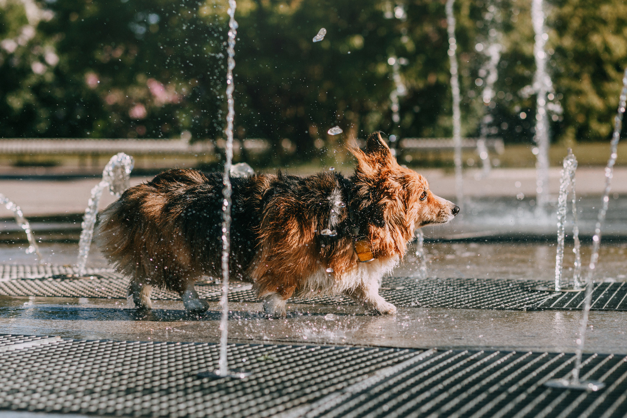 Аша и Робби. Фотограф-анималист Елена Радченко, Москва