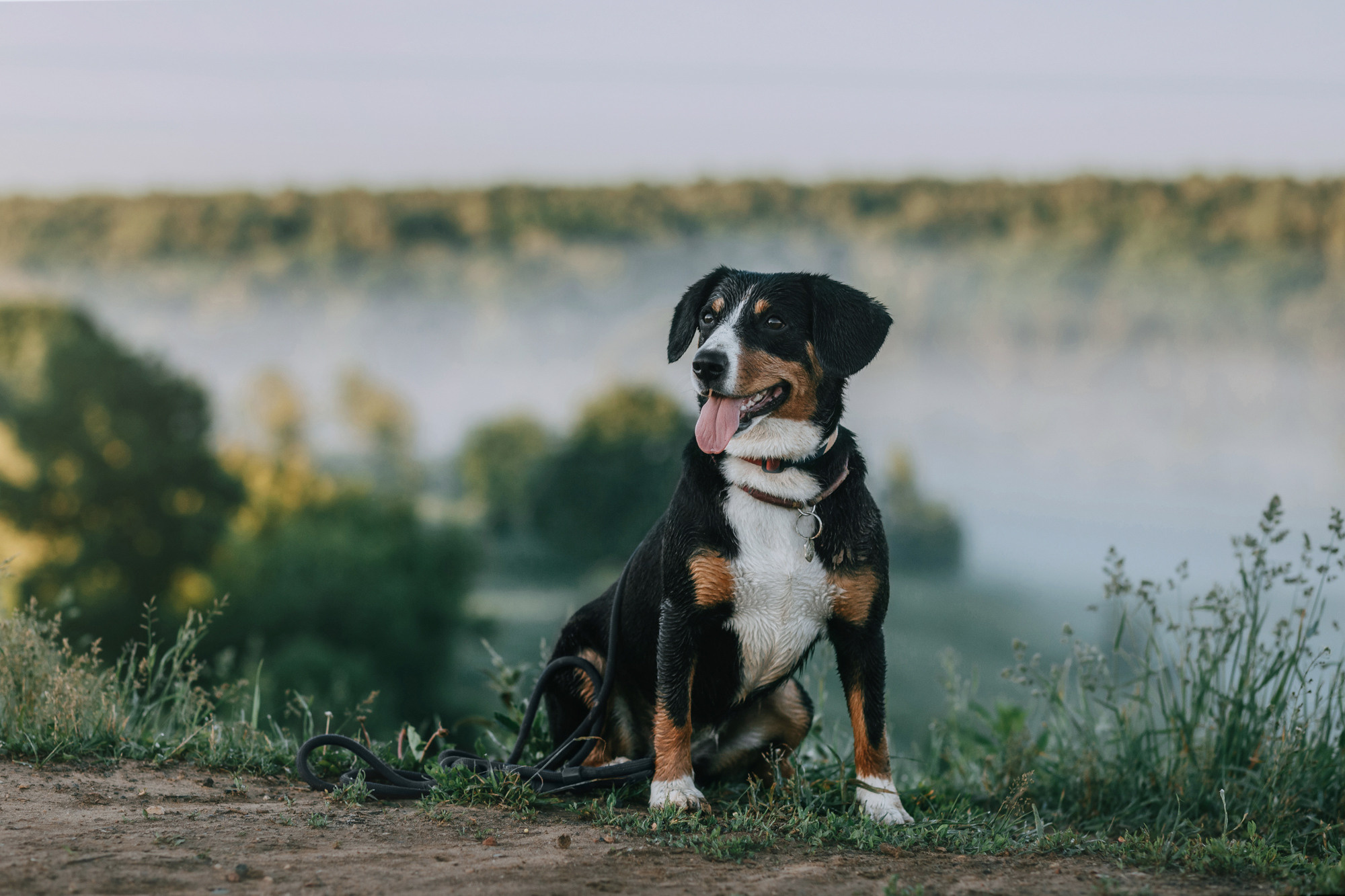 Лида и Яра. Фотограф-анималист Елена Радченко, Москва
