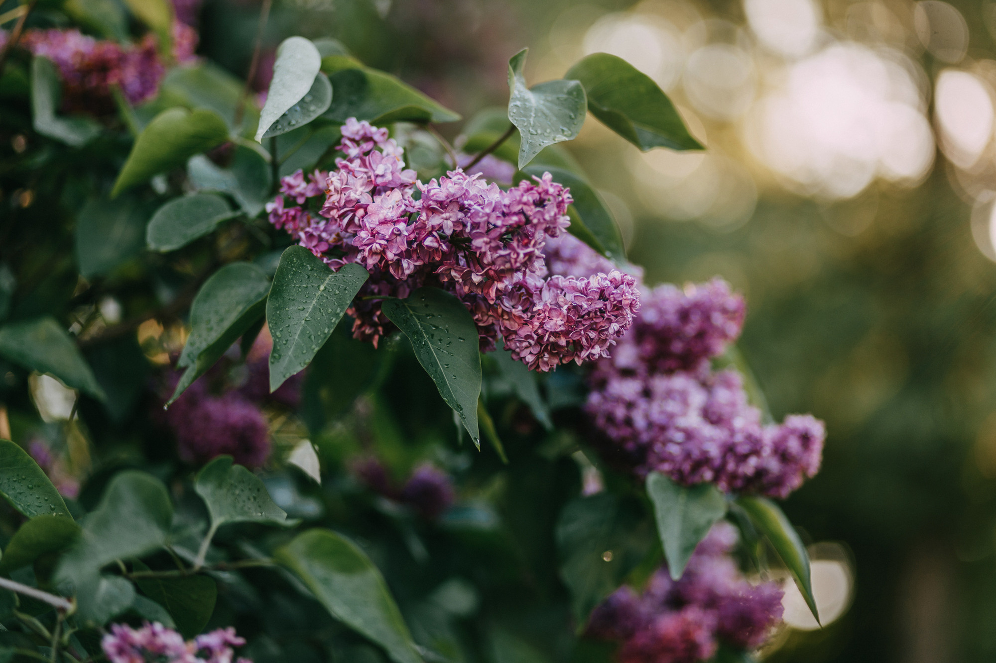 Аша и Робби. Фотограф-анималист Елена Радченко, Москва