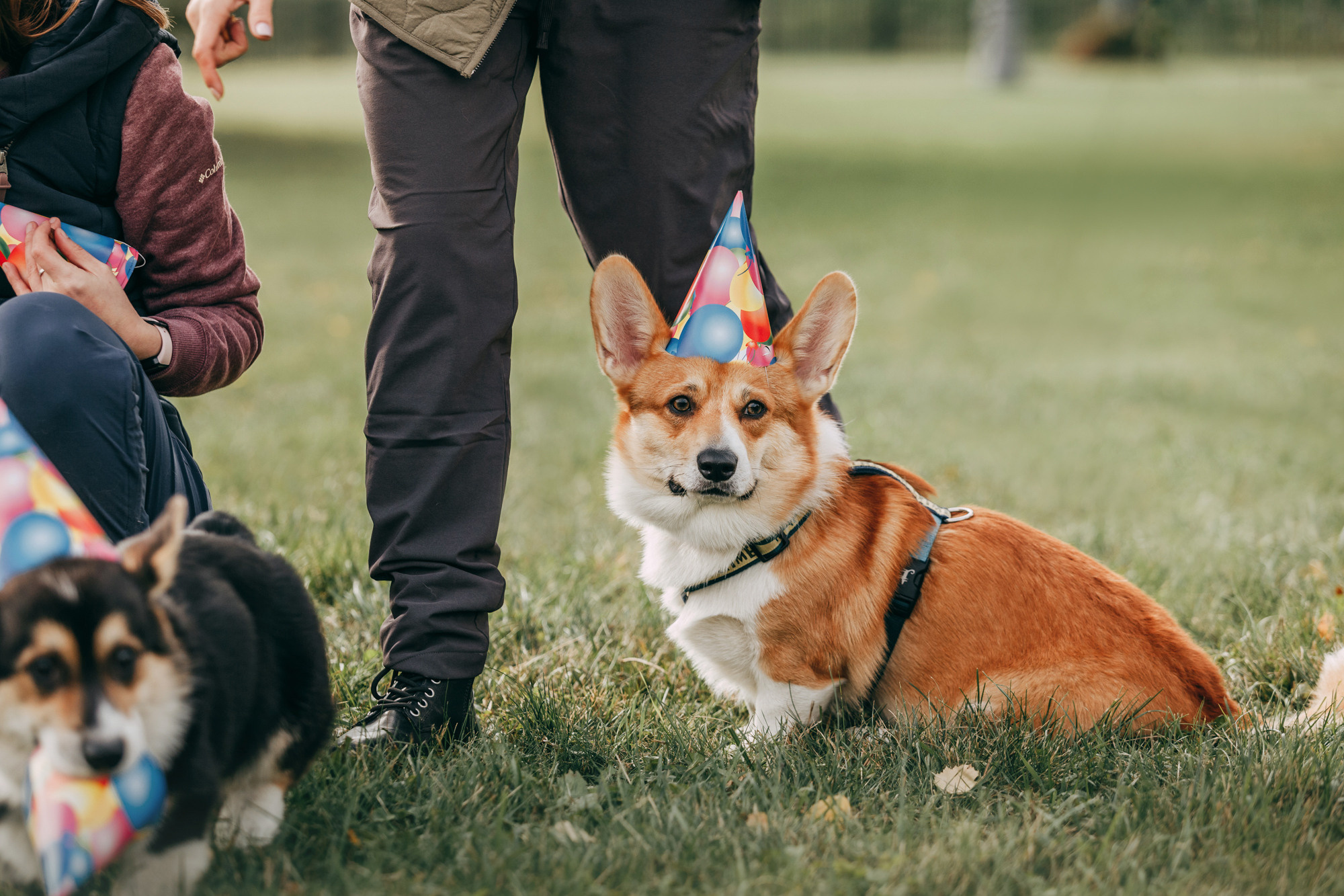 День рождения Габи. Фотограф-анималист Елена Радченко, Москва
