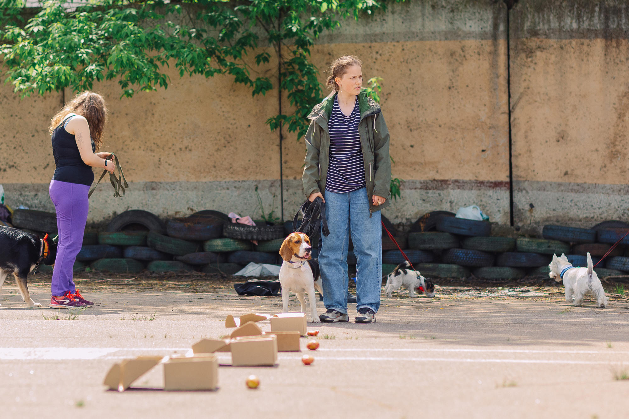 Дог-туса. Фотограф-анималист Елена Радченко, Москва