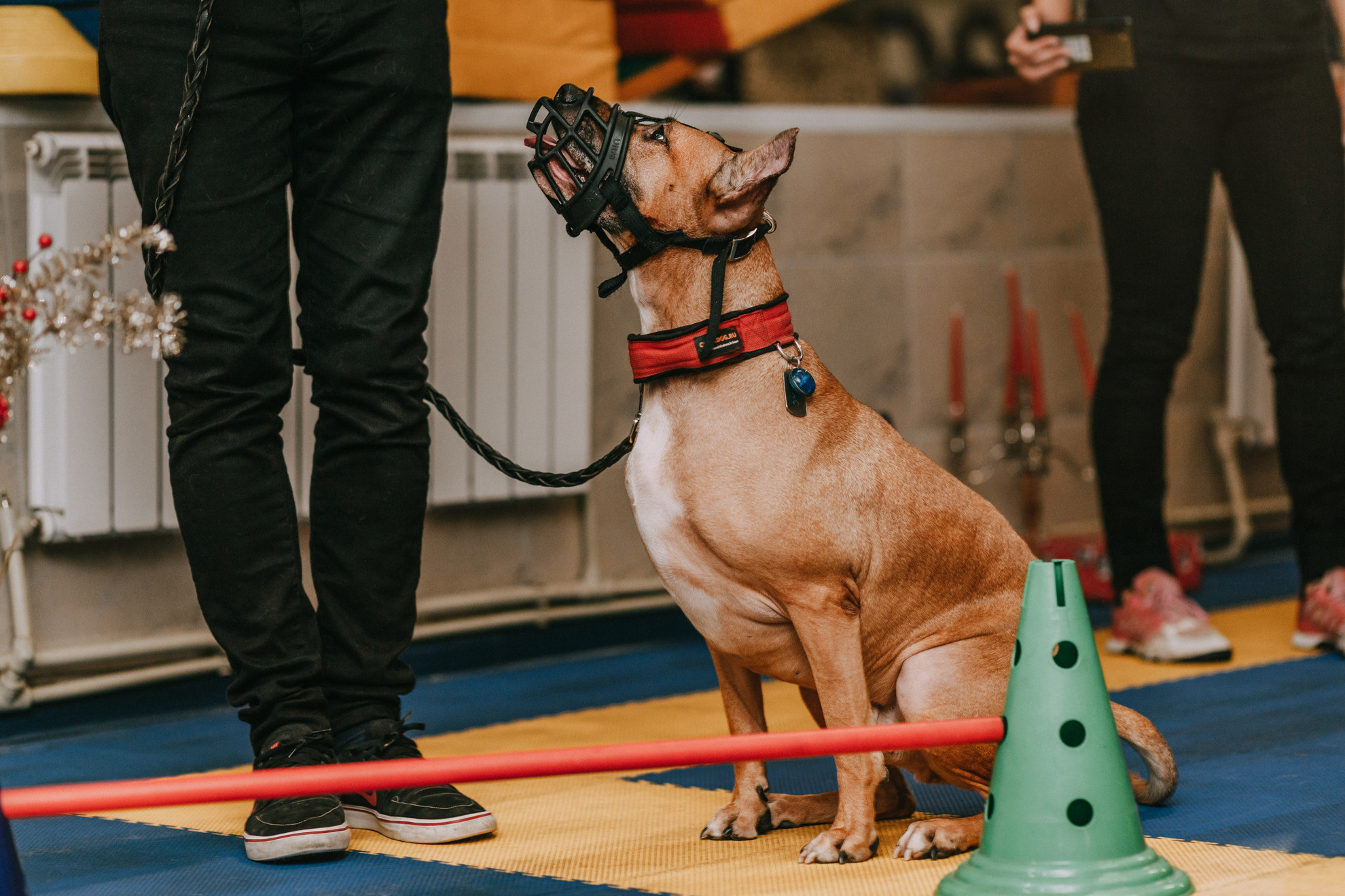 Собачий Новый год. Фотограф-анималист Елена Радченко, Москва