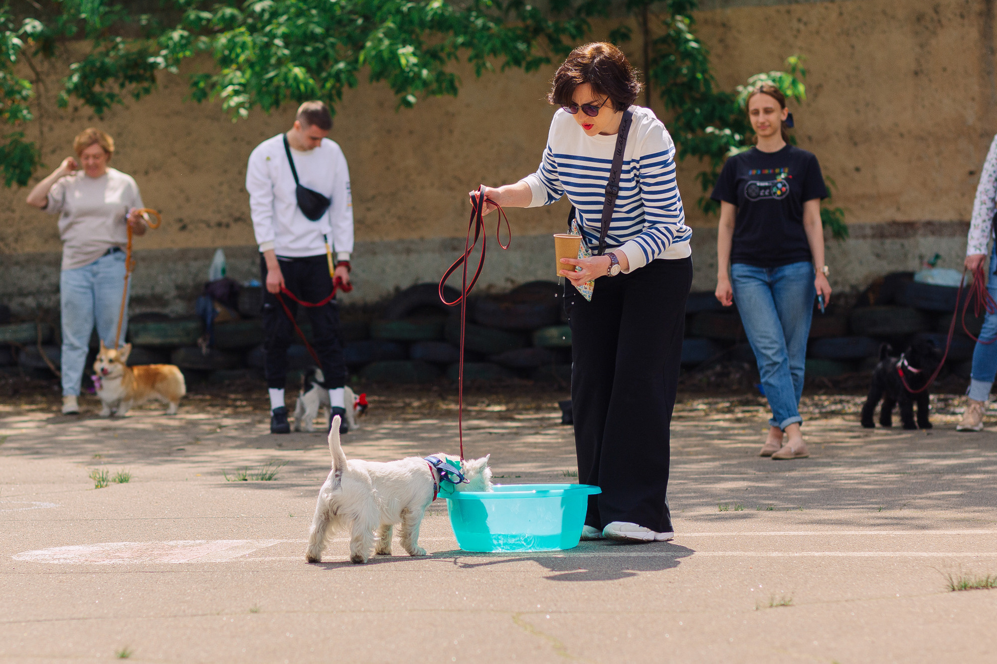 Дог-туса. Фотограф-анималист Елена Радченко, Москва