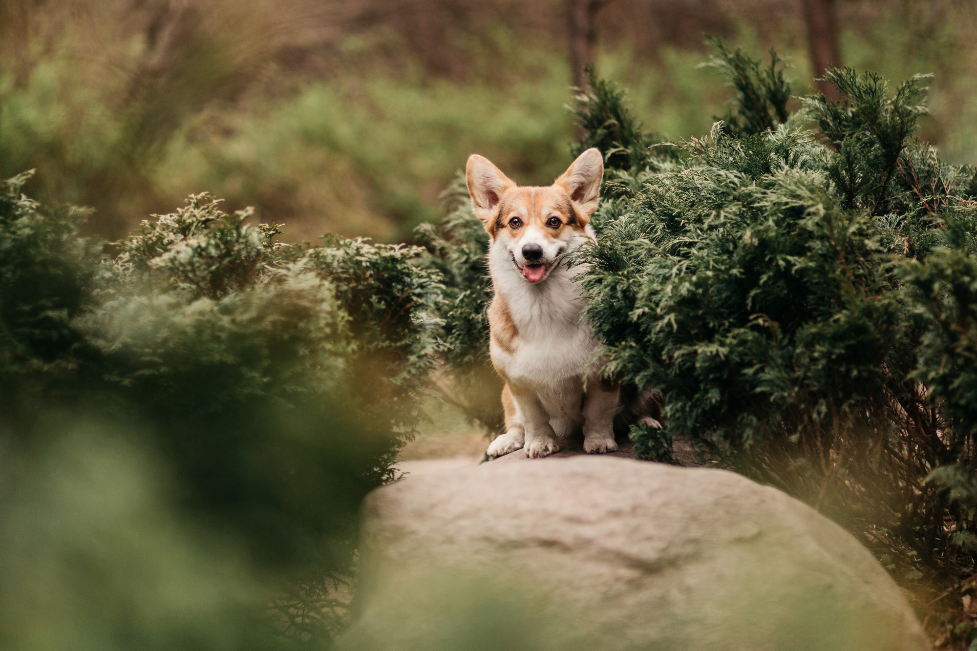 Анна, Рустам и Габи. Фотограф-анималист Елена Радченко, Москва