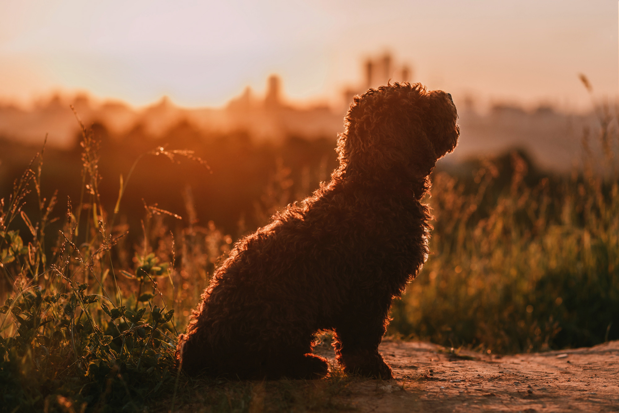 Майя и Снуп. Фотограф-анималист Елена Радченко, Москва