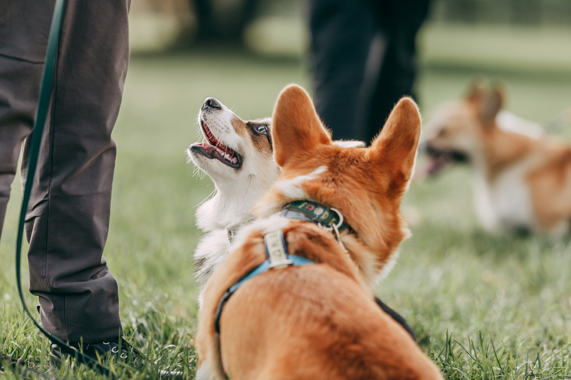 День рождения Габи. Фотограф-анималист Елена Радченко, Москва