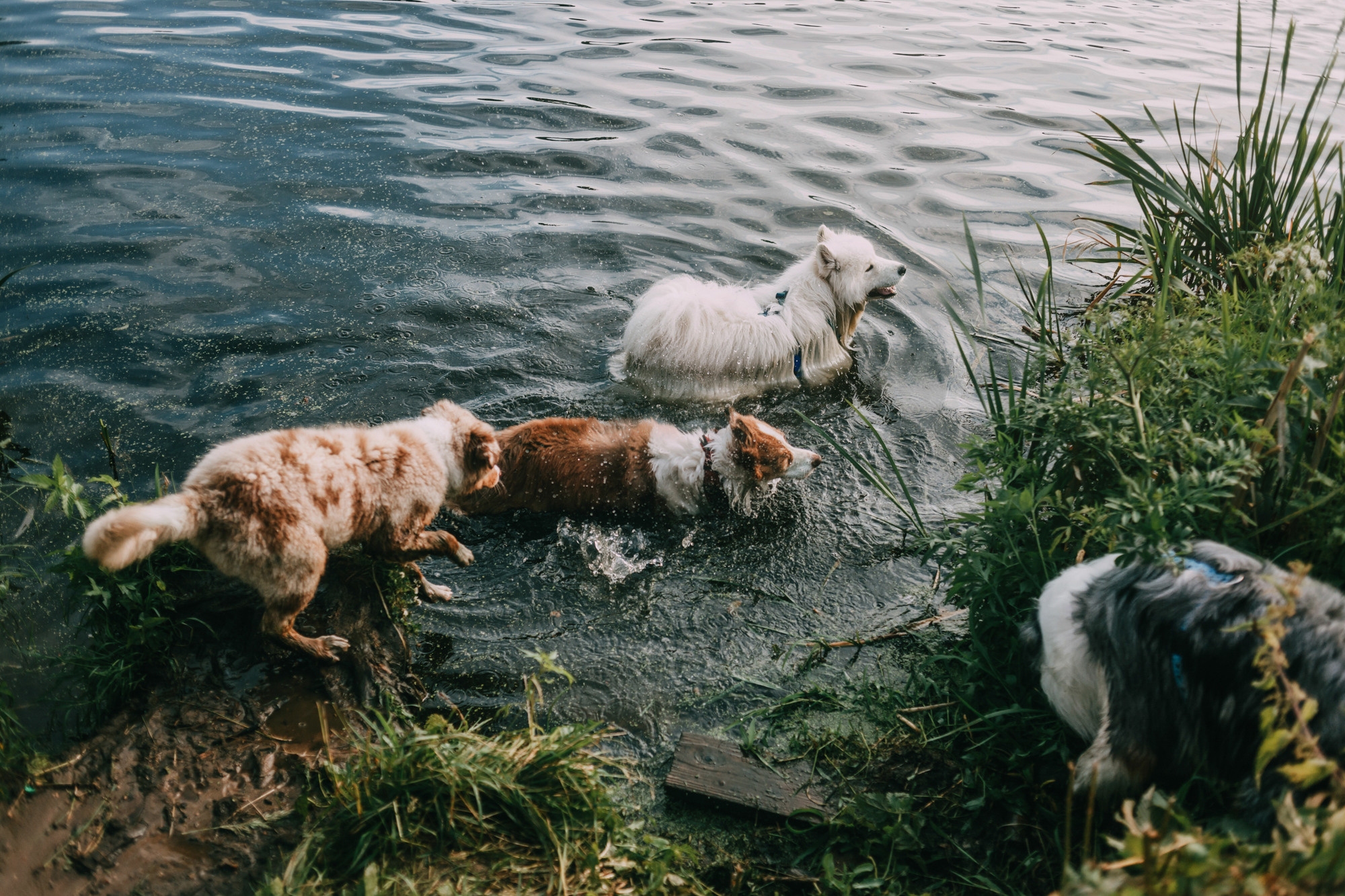 День рождения Морошки. Фотограф-анималист Елена Радченко, Москва