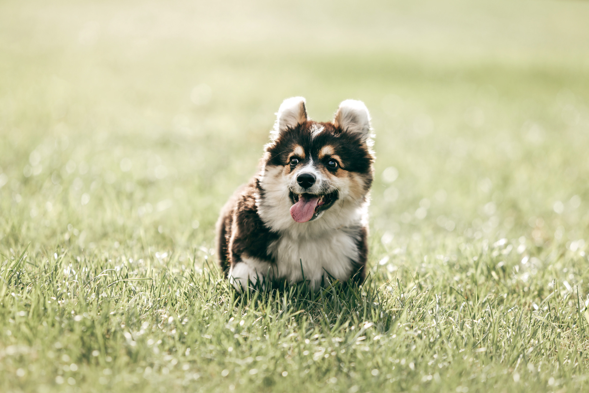 День рождения Габи. Фотограф-анималист Елена Радченко, Москва