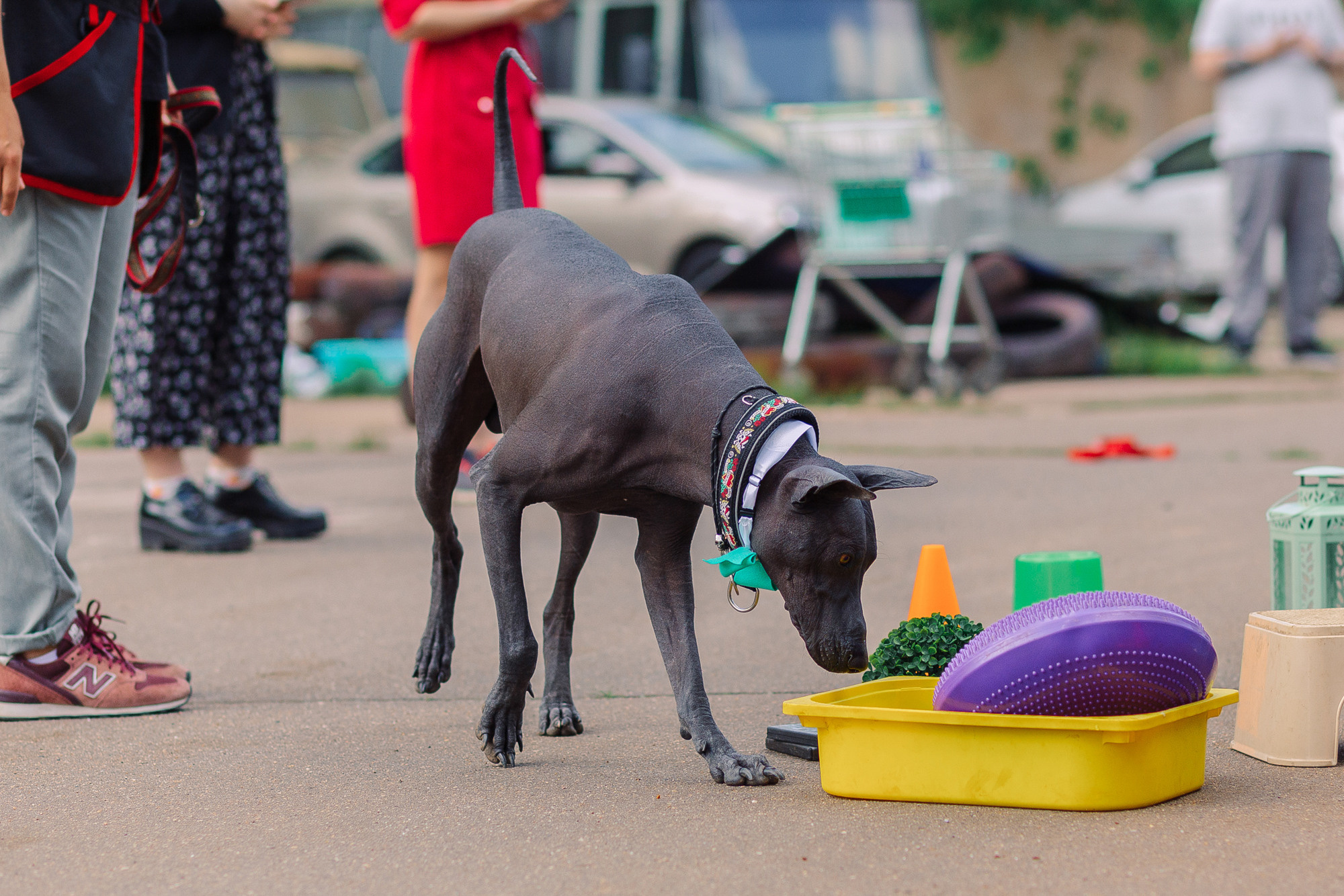 Дог-туса. Фотограф-анималист Елена Радченко, Москва