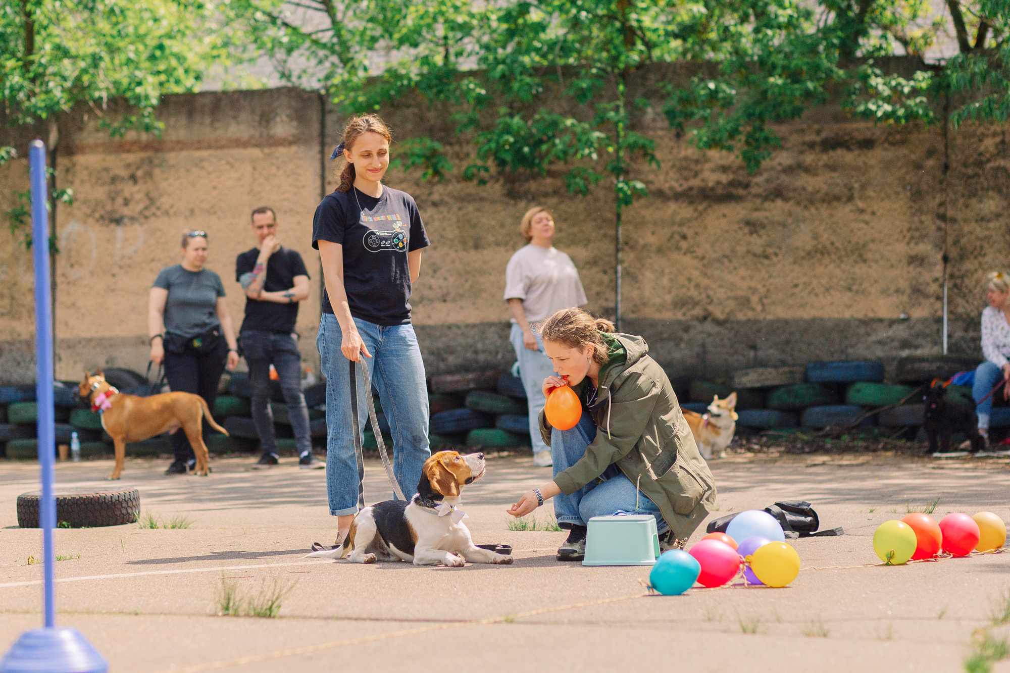 Дог-туса. Фотограф-анималист Елена Радченко, Москва