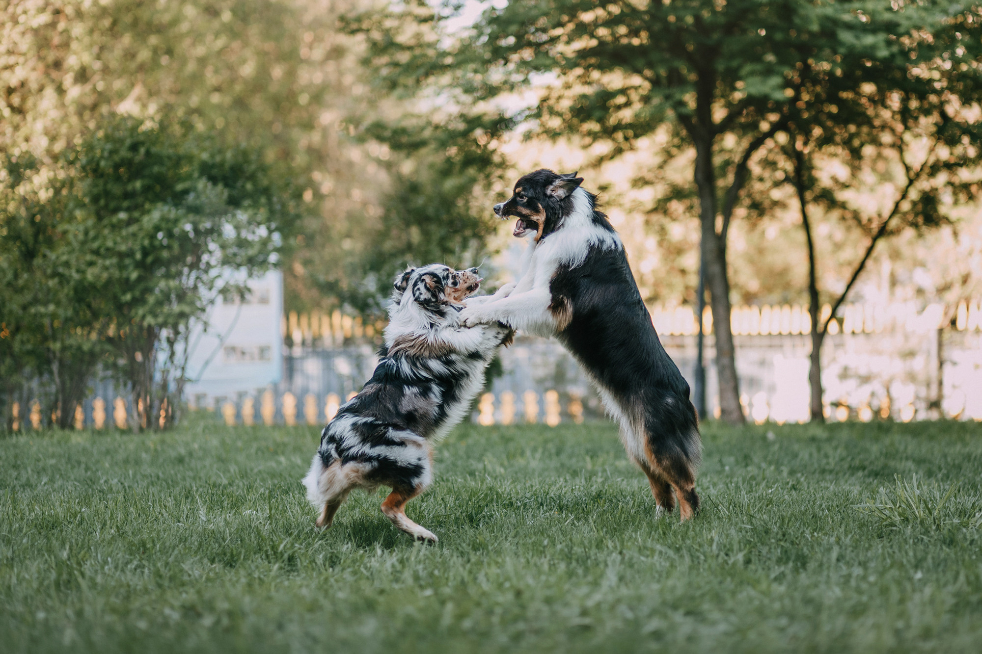 Анна, Чарли и Ева. Фотограф-анималист Елена Радченко, Москва