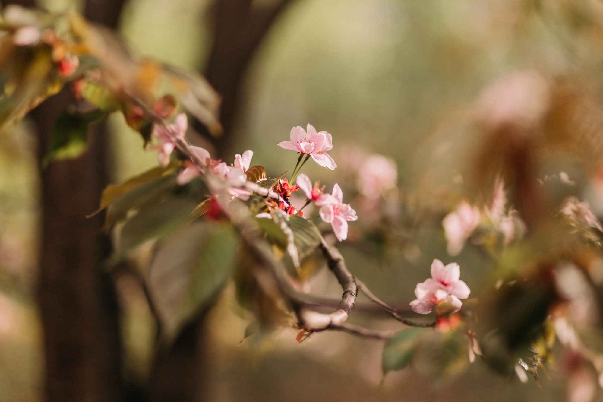 Анна, Рустам и Габи. Фотограф-анималист Елена Радченко, Москва