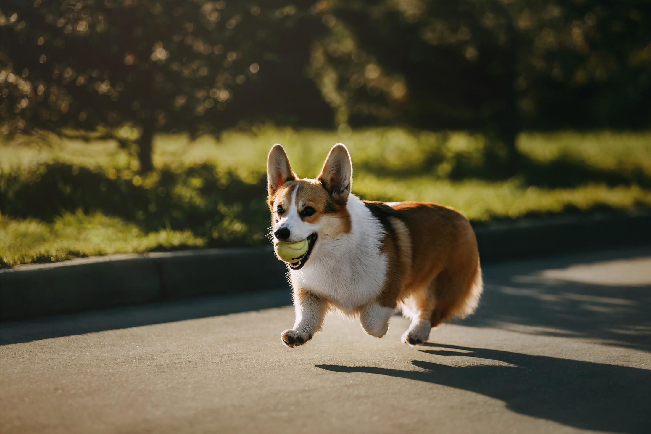 Вилла. Фотограф-анималист Елена Радченко, Москва
