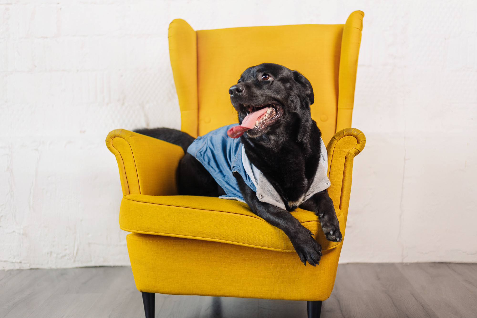 Магазин Friend of mine. Фотограф-анималист Елена Радченко, Москва