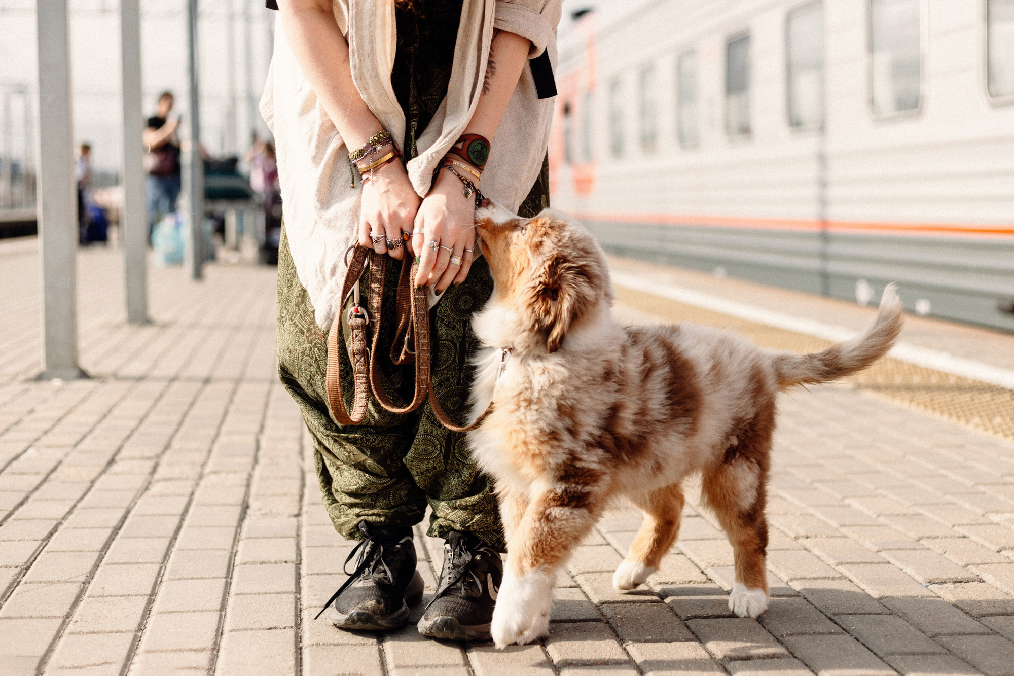 Тася и Брусника. Встреча с поезда. Фотограф-анималист Елена Радченко, Москва