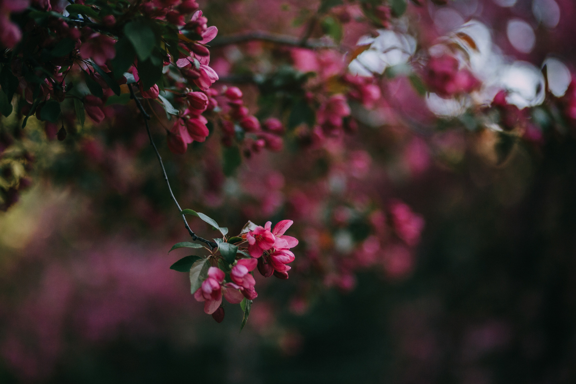 Анна, Чарли и Ева. Фотограф-анималист Елена Радченко, Москва