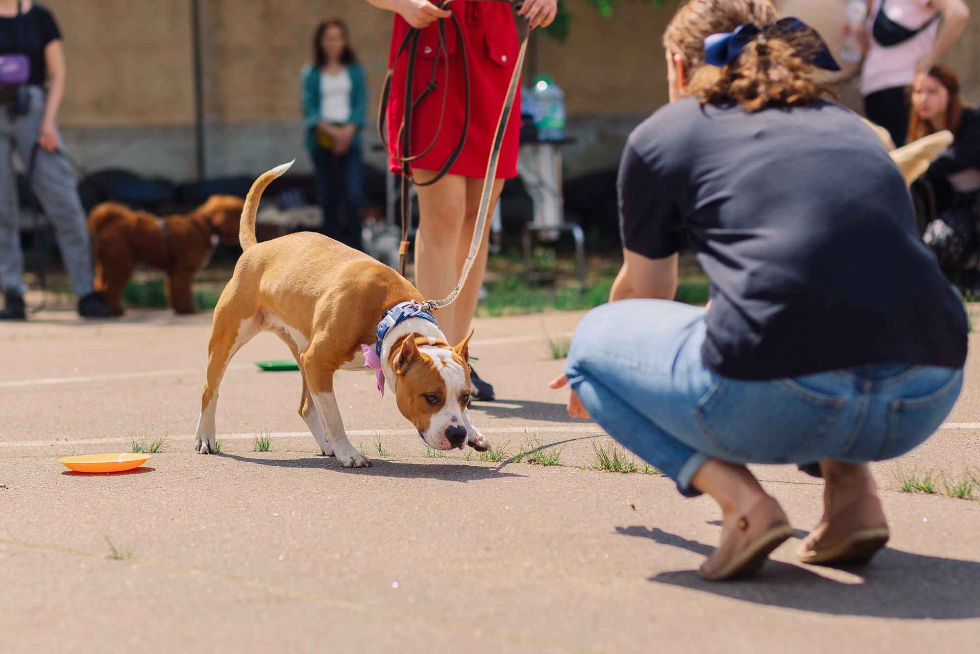 Дог-туса. Фотограф-анималист Елена Радченко, Москва
