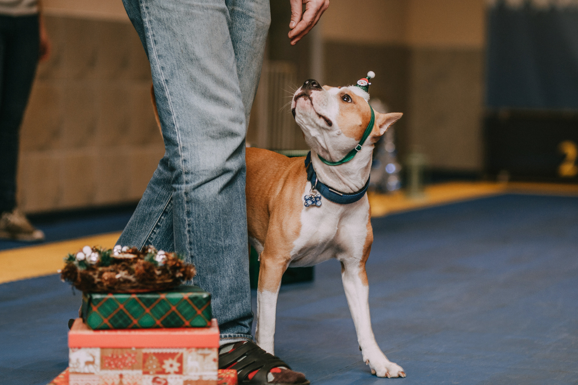 Собачий Новый год. Фотограф-анималист Елена Радченко, Москва