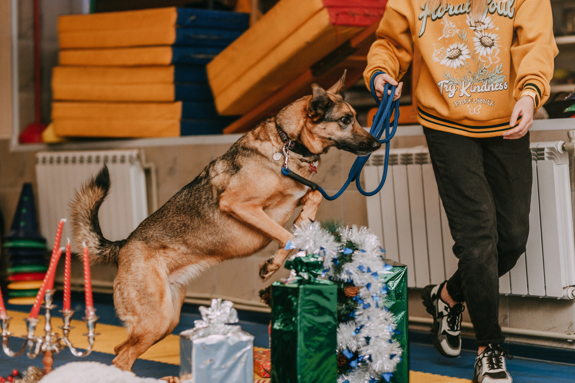 Собачий Новый год. Фотограф-анималист Елена Радченко, Москва