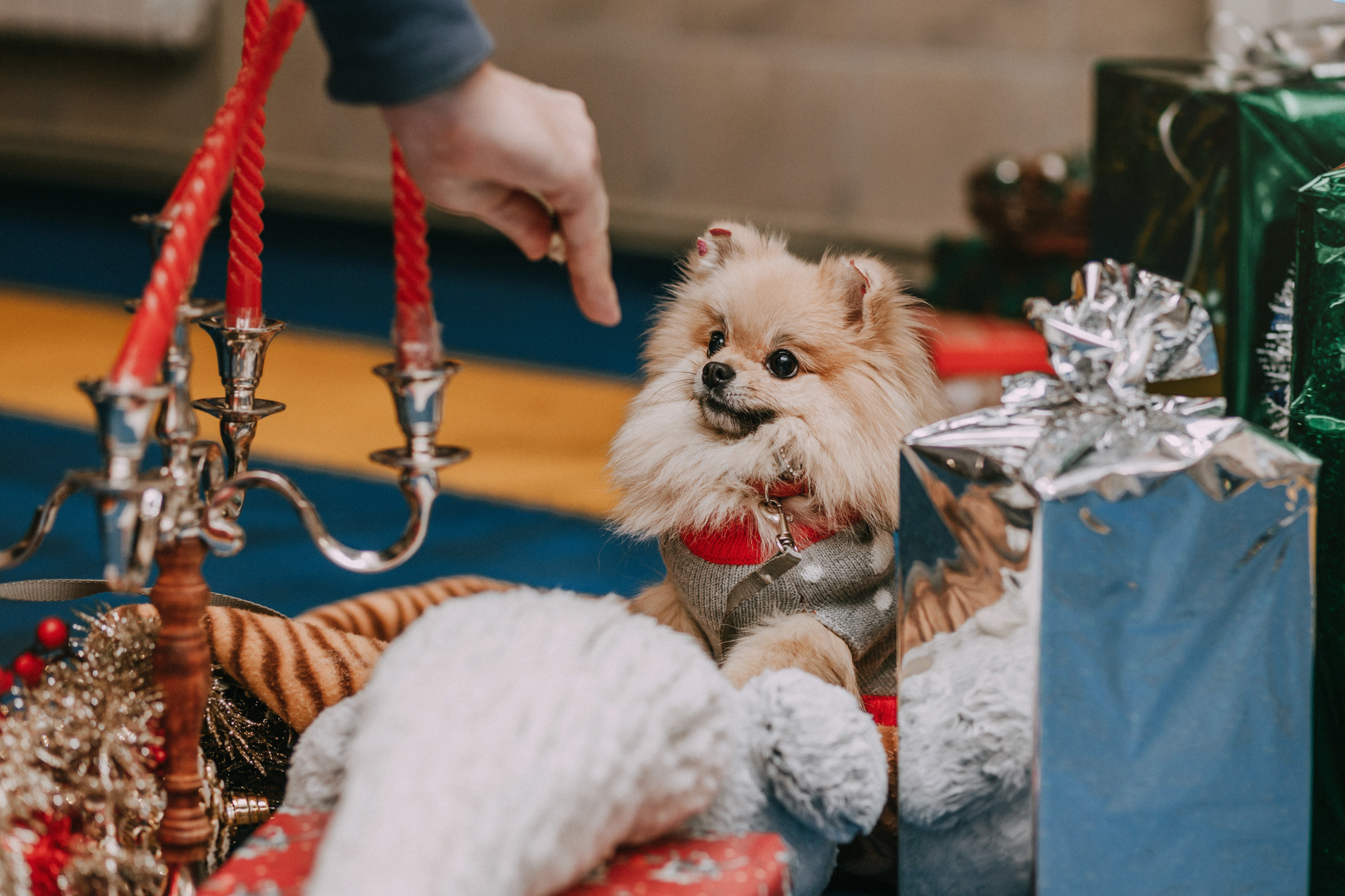 Собачий Новый год. Фотограф-анималист Елена Радченко, Москва