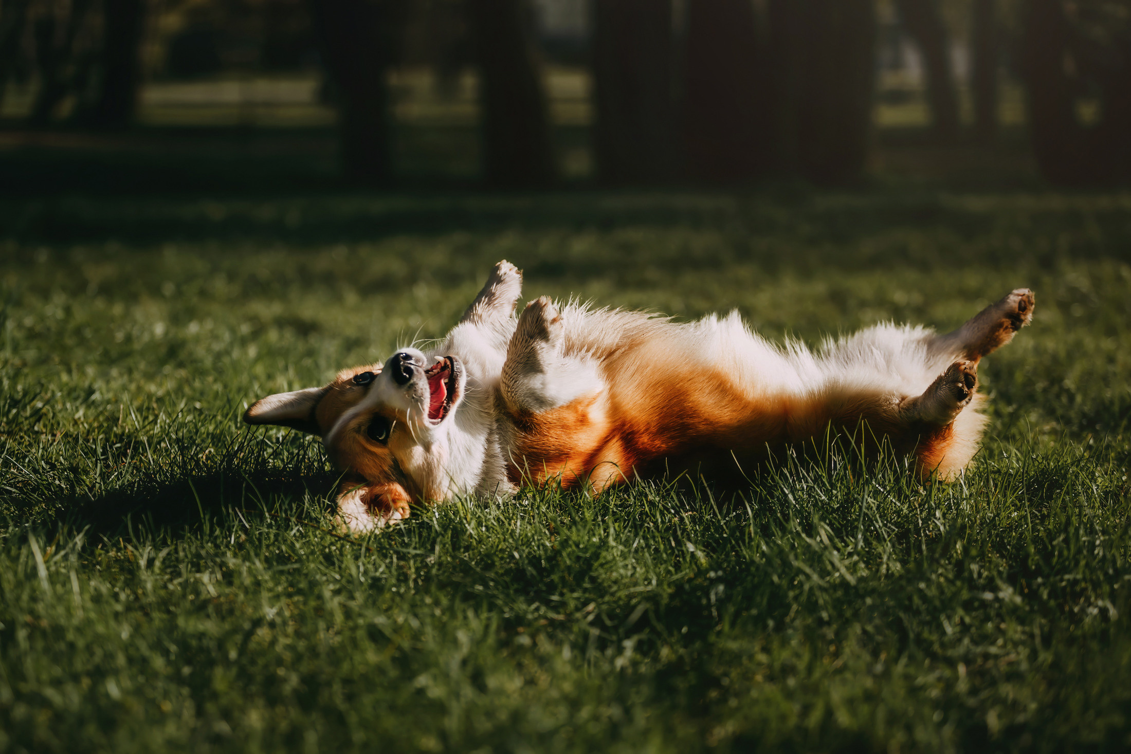 Вилла. Фотограф-анималист Елена Радченко, Москва
