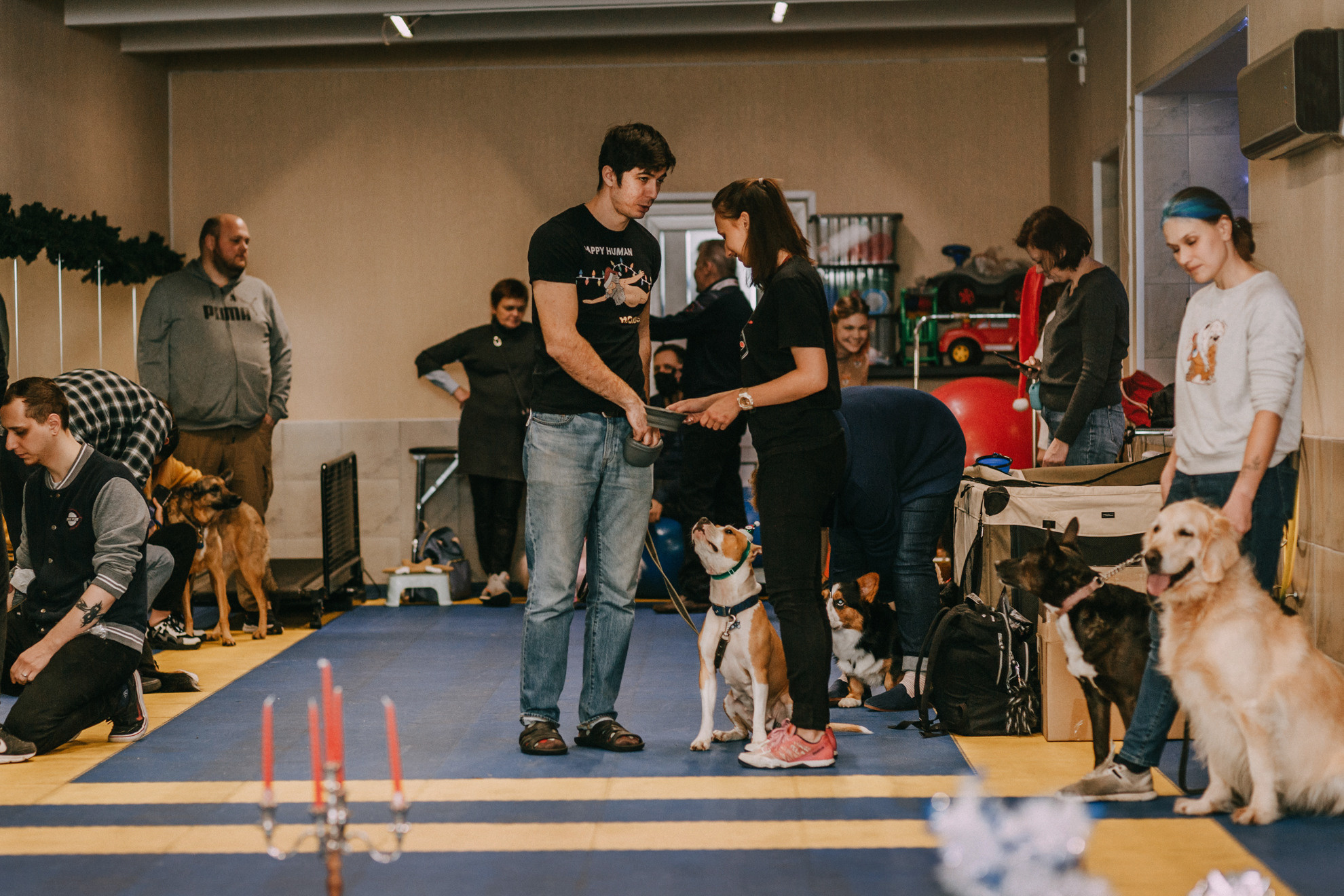 Собачий Новый год. Фотограф-анималист Елена Радченко, Москва