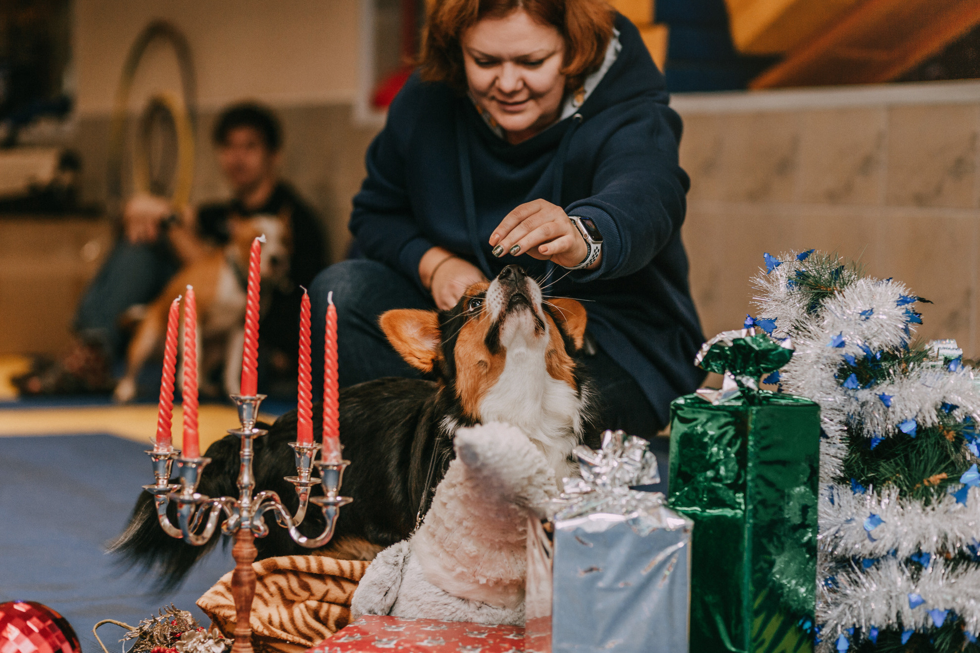 Собачий Новый год. Фотограф-анималист Елена Радченко, Москва
