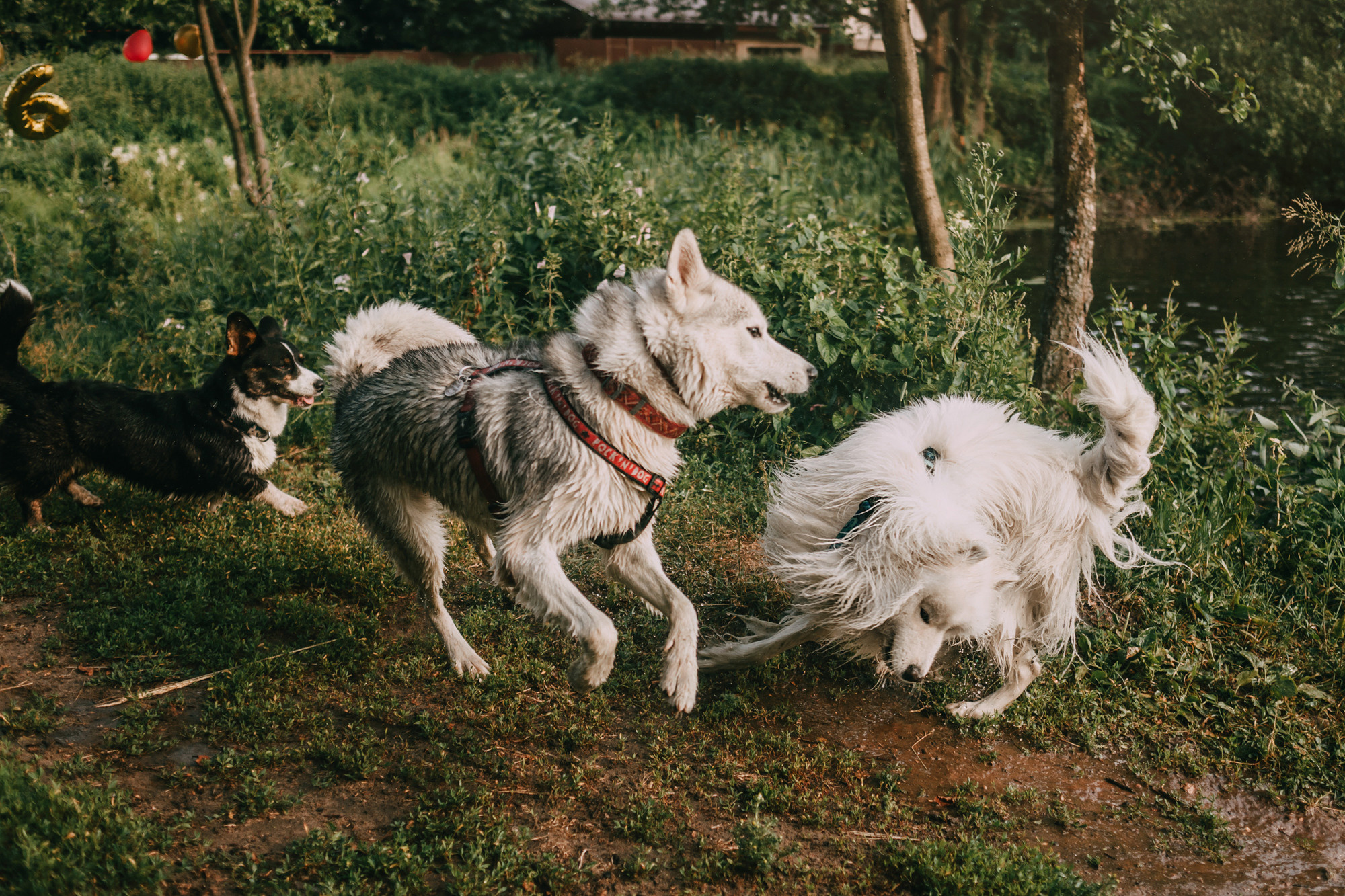 День рождения Морошки. Фотограф-анималист Елена Радченко, Москва