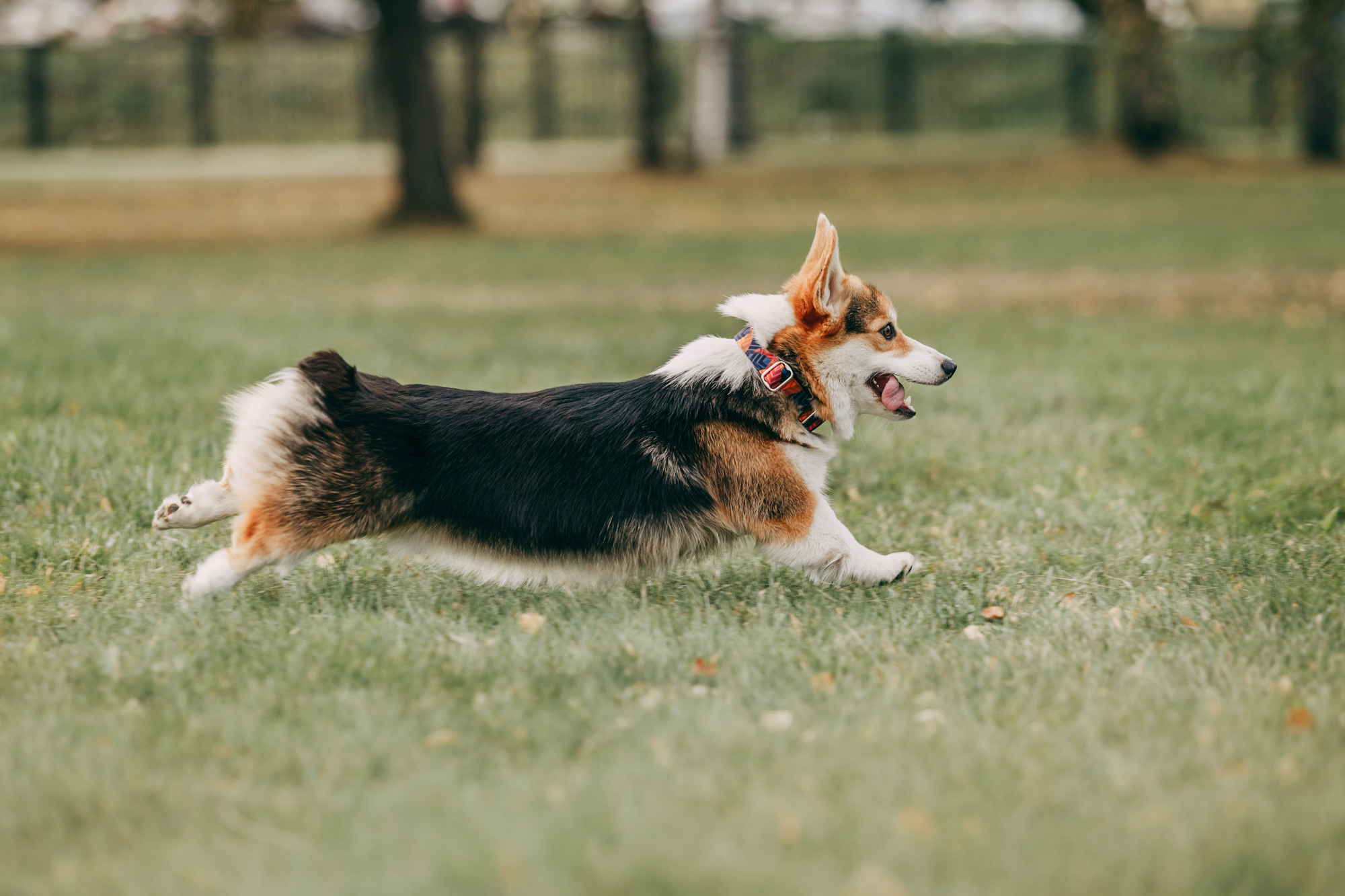 День рождения Габи. Фотограф-анималист Елена Радченко, Москва