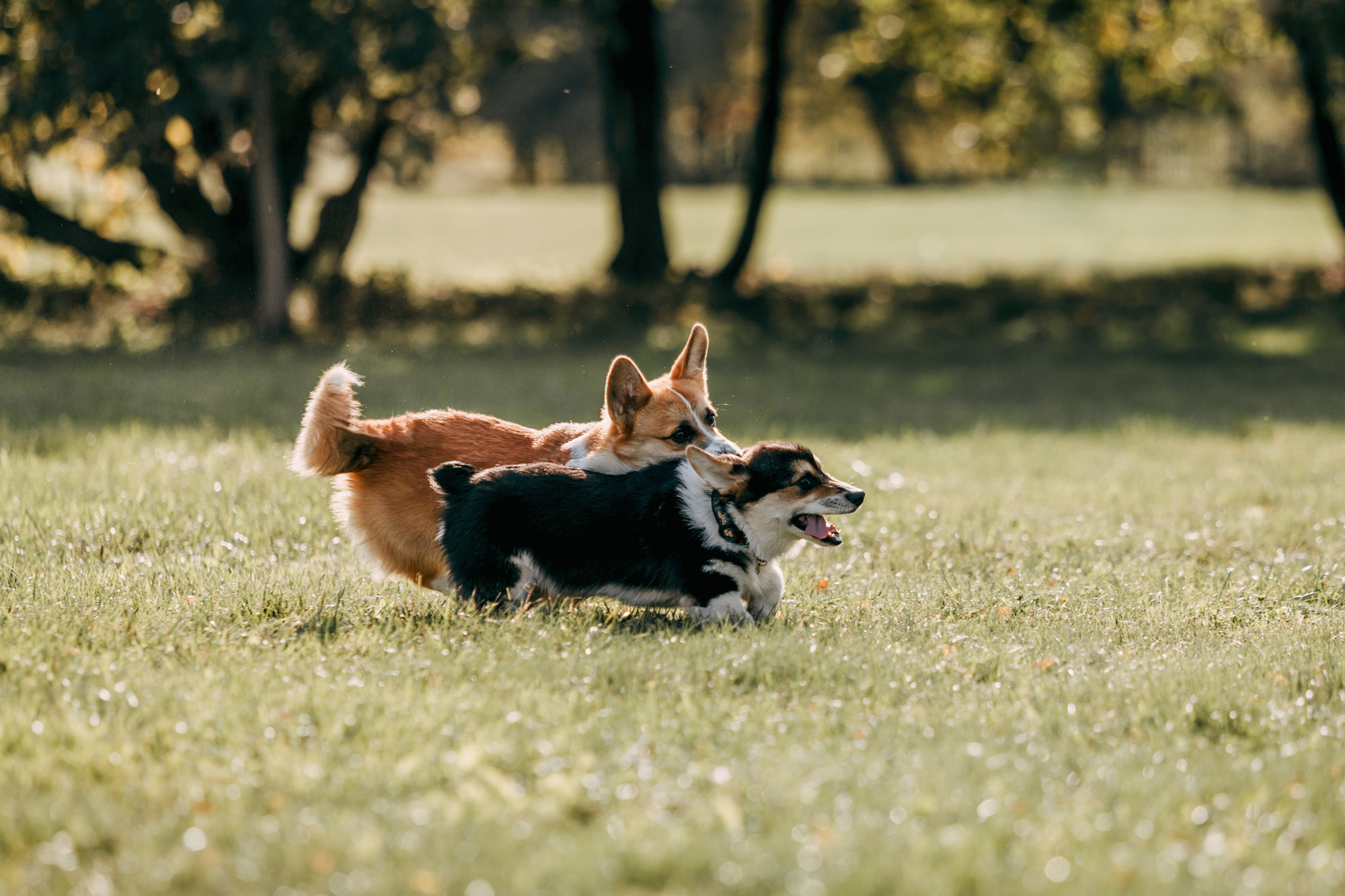 День рождения Габи. Фотограф-анималист Елена Радченко, Москва