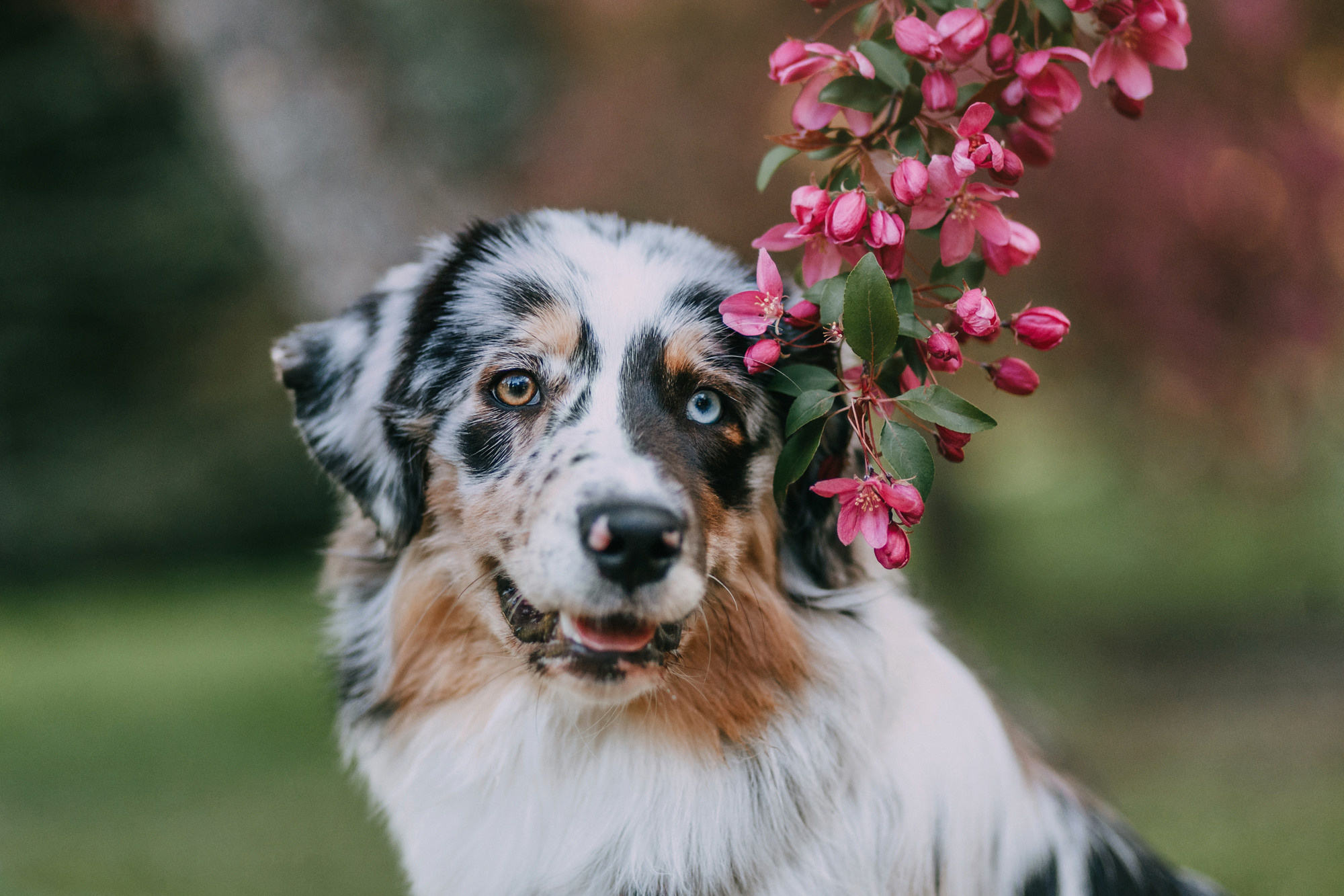 Анна, Чарли и Ева. Фотограф-анималист Елена Радченко, Москва
