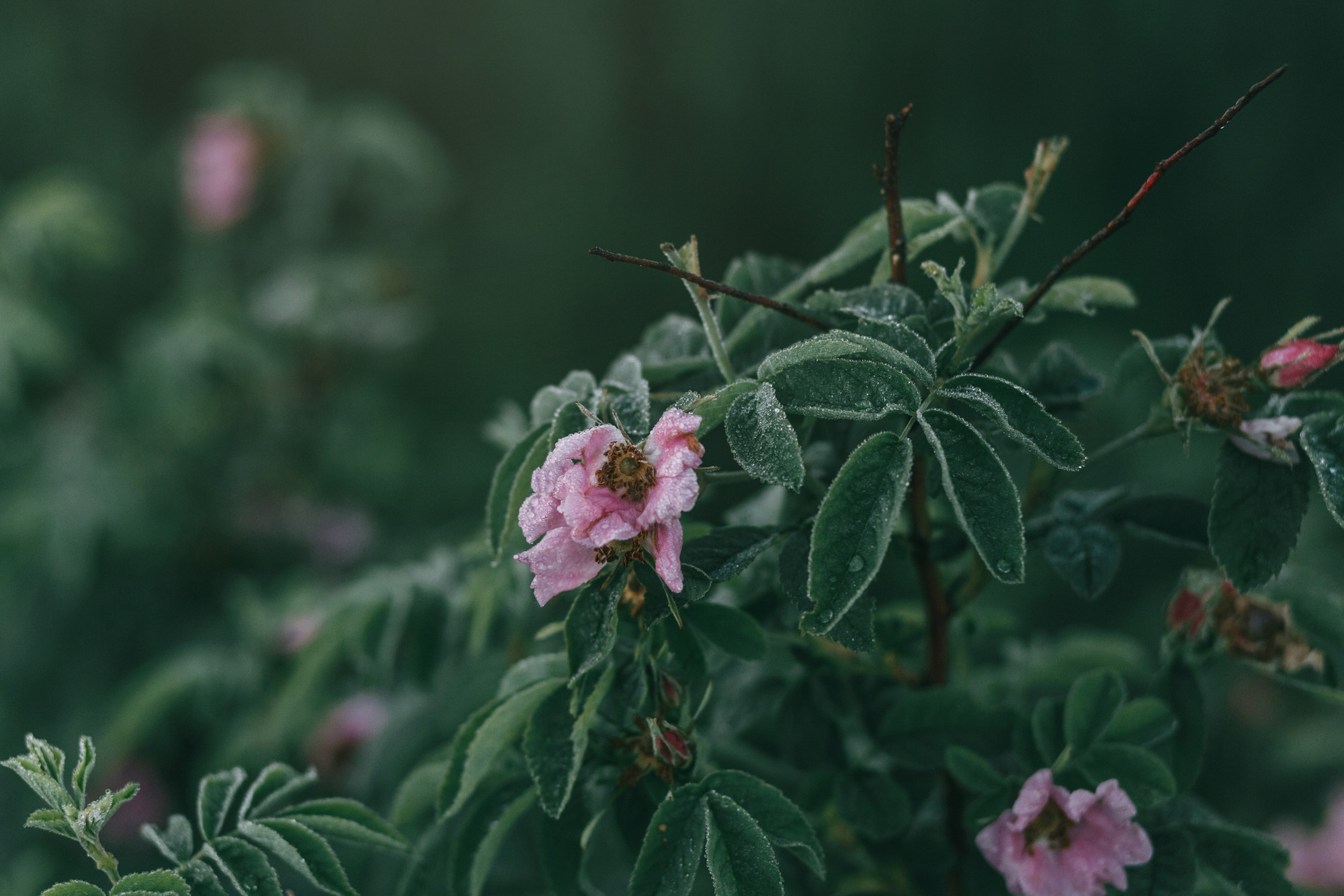 Лида и Яра. Фотограф-анималист Елена Радченко, Москва
