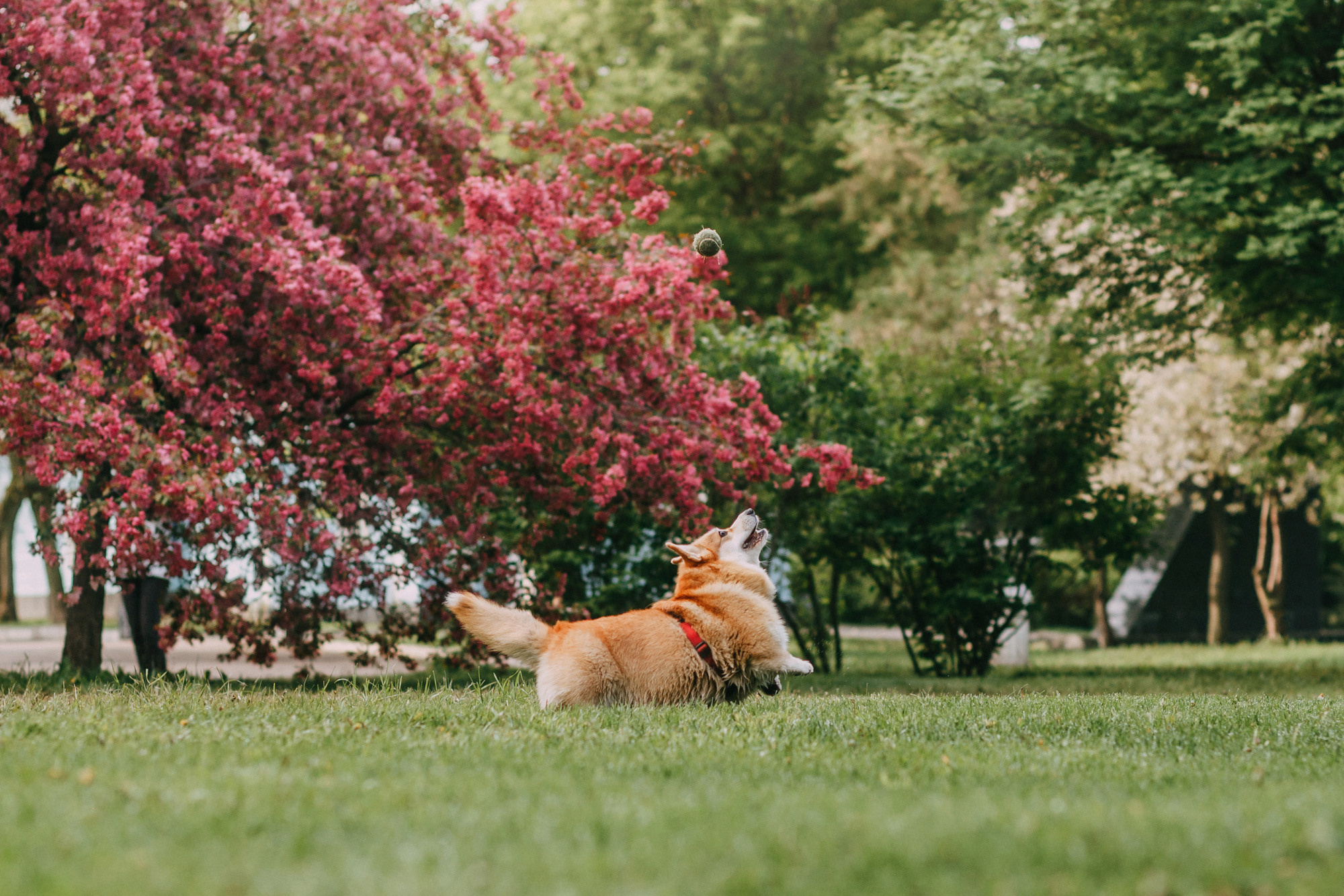 Анна и Филипп. Фотограф-анималист Елена Радченко, Москва
