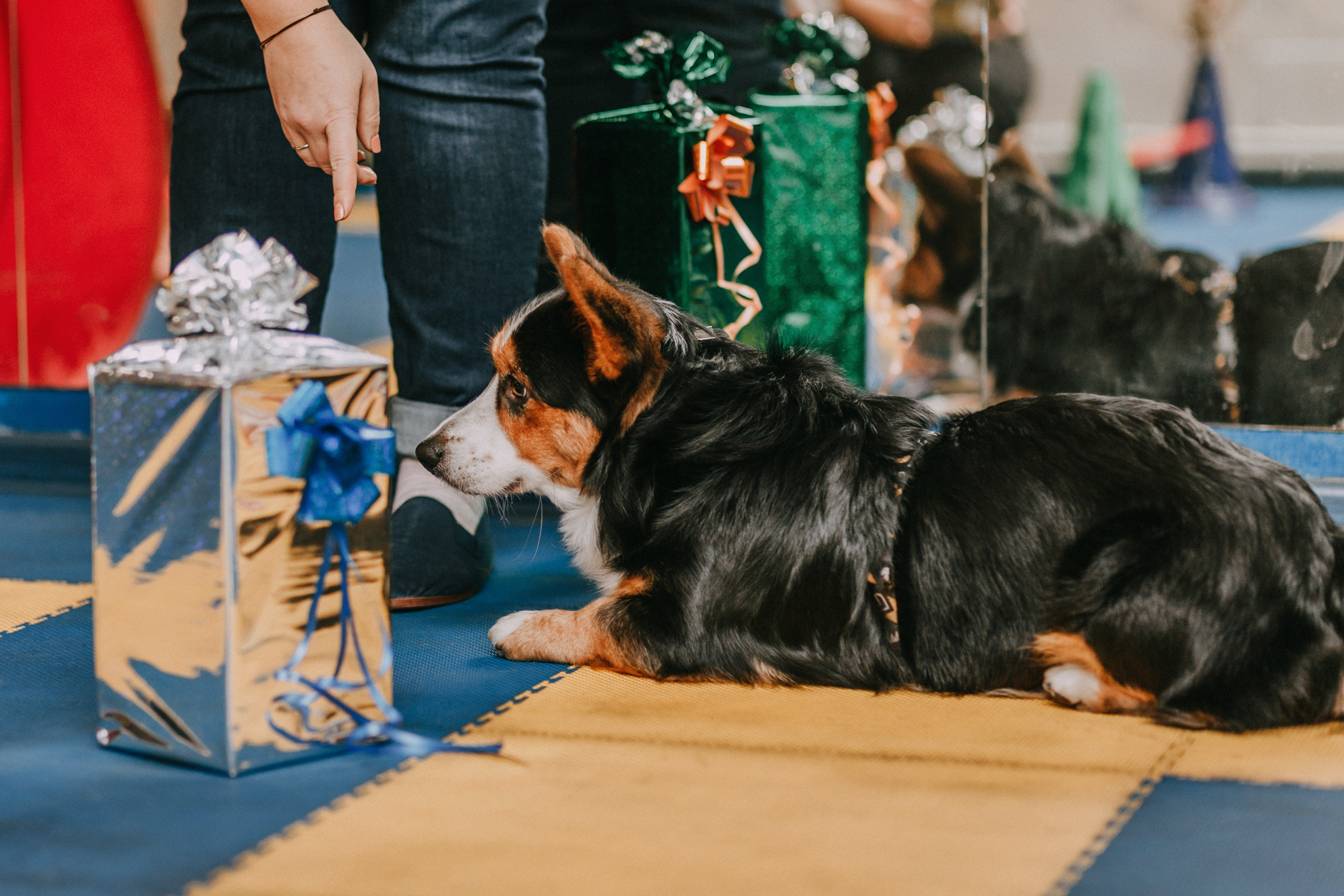 Собачий Новый год. Фотограф-анималист Елена Радченко, Москва