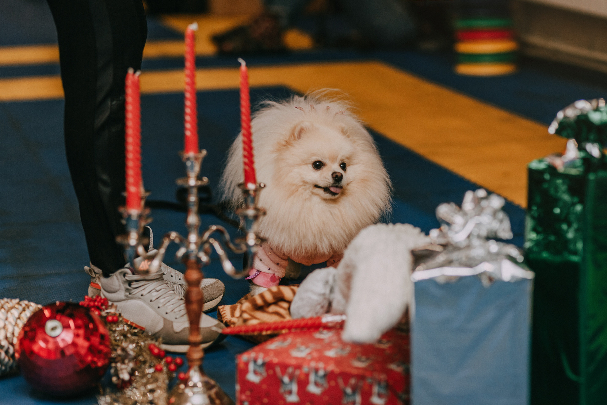 Собачий Новый год. Фотограф-анималист Елена Радченко, Москва