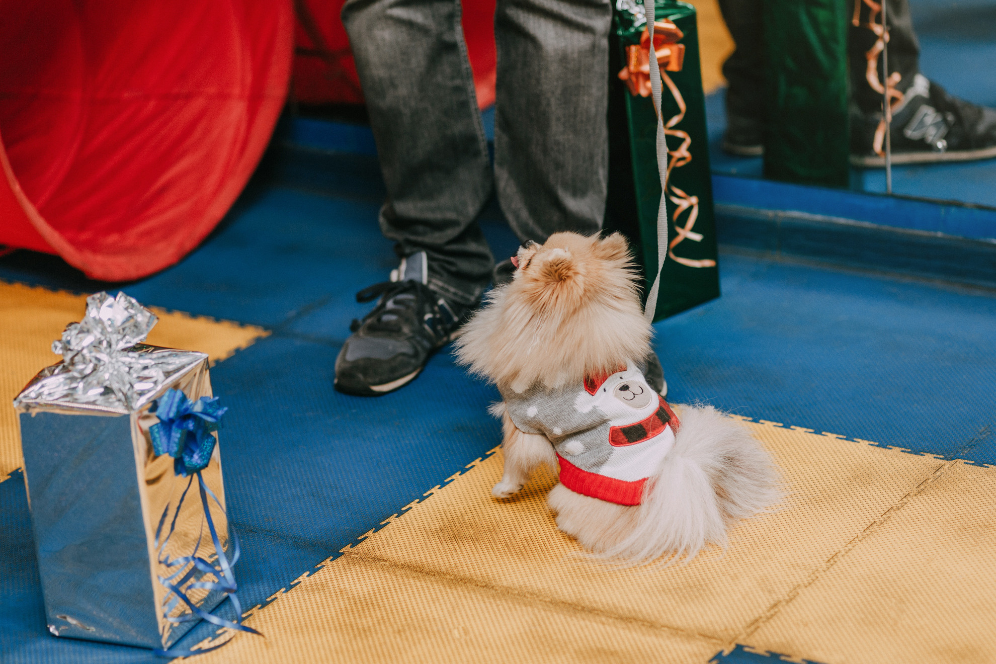 Собачий Новый год. Фотограф-анималист Елена Радченко, Москва