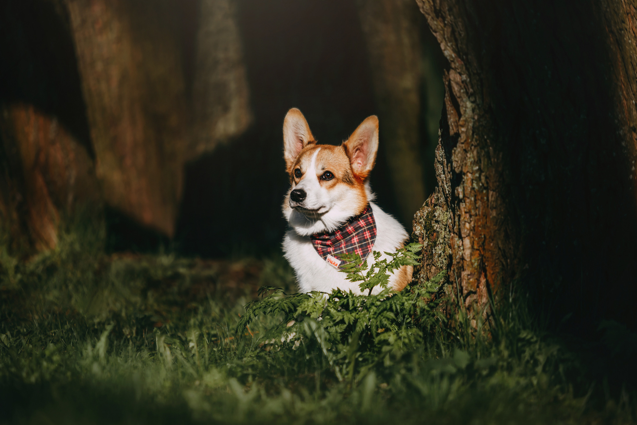 Вилла. Фотограф-анималист Елена Радченко, Москва